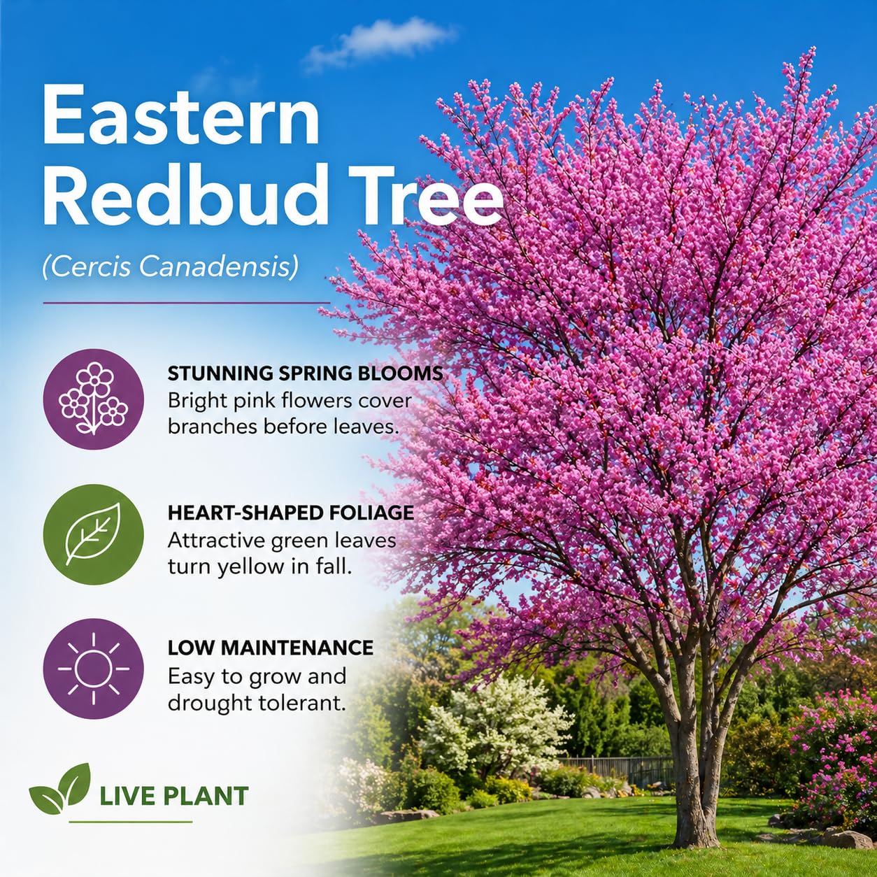 3 Eastern Redbud Tree (Cercis Canadensis) Live Plant – Brilliant Pink Spring Blooms, Hardy Ornamental Flowering Tree, Perfect for Landscapes, Yards & Gardens (3 Live Trees)
