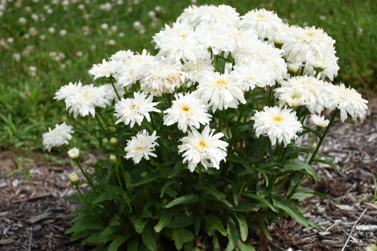Live Plant from Green Promise Farms-PW, Leucanthemum Amazing Daisies 'Marshmallow' Shasta Daisy. White Flowers-#1 Size Container - Does NOT Ship to AZ, CA, HI, ID, MT, NV, OR, PR, UT & WA!!!