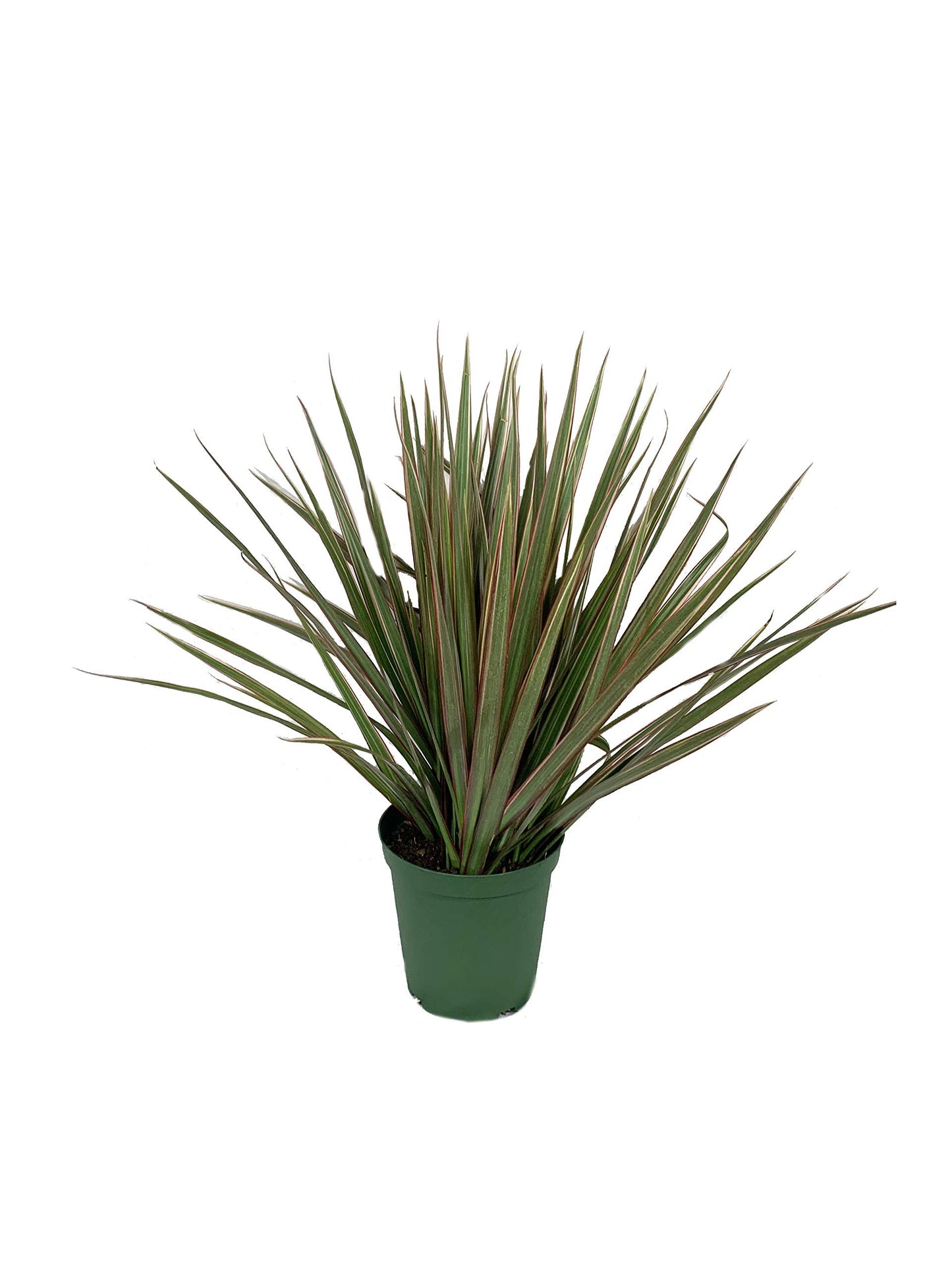 Dracaena Marginata Bicolor - Live Plant in a 6 Inch Pot - Dracaena Marginata 'Bicolor' - Beautiful Air Purifying Indoor Houseplant