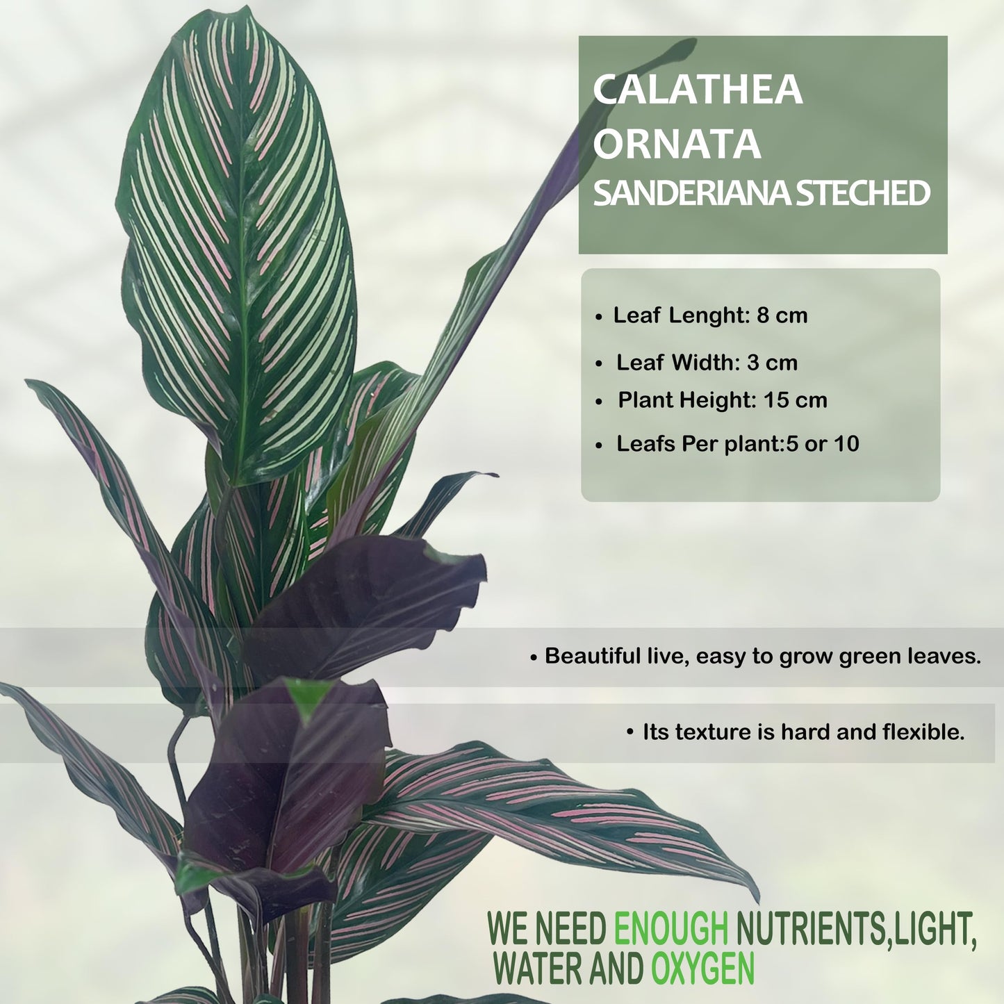 LEAL PLANTS ECUADOR Calathea Ornata Sanderiana Stretched (Pack of 2) Fascinating Leaf Movement, Easy Care Tropical Houseplant, Air-Purifying, Ideal for Home & Office Decor, Unique Living Plant Gift