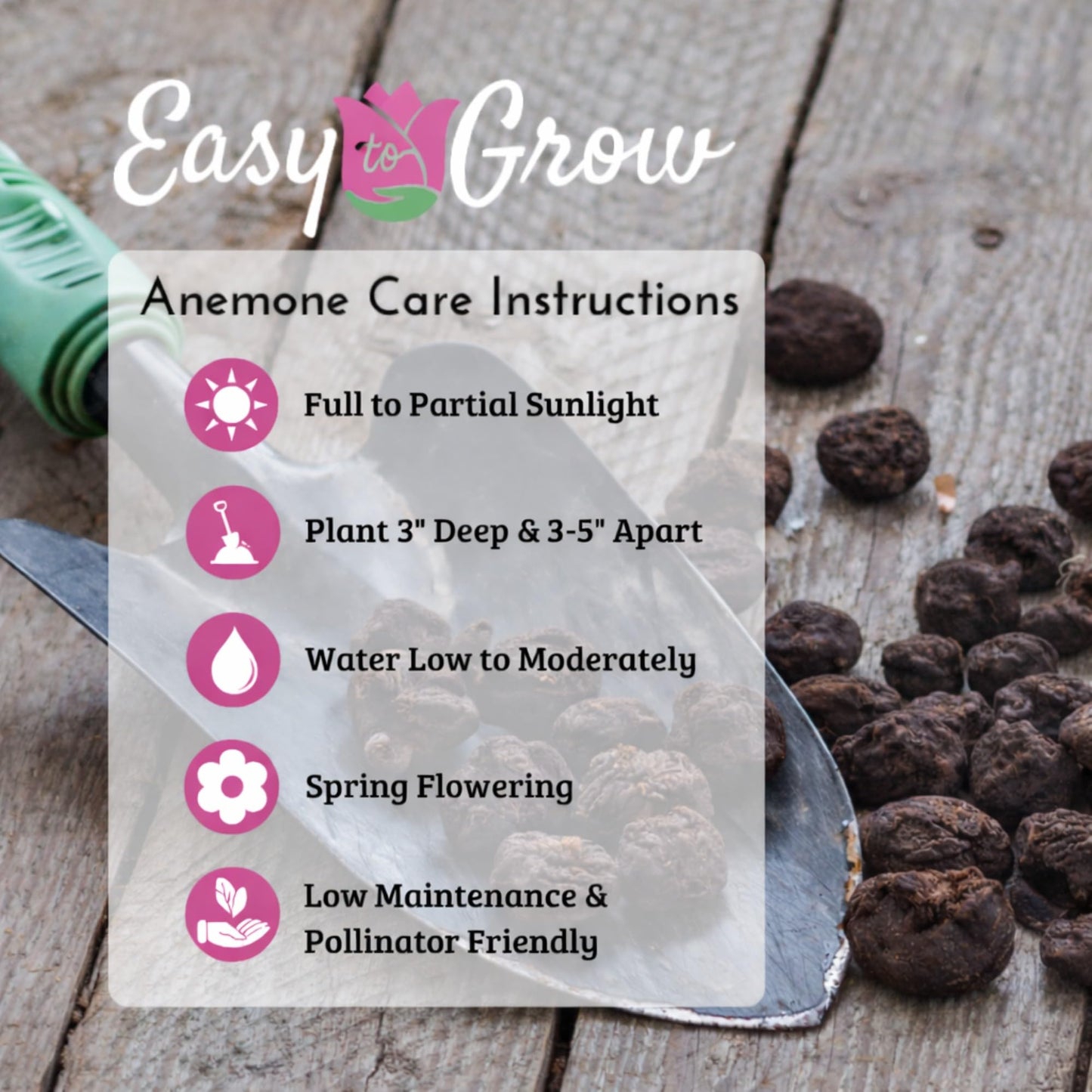 Easy to Grow Anemone Rosea Pack of 20 Flower Bulbs - Spring Pink Flowers in Full Sun, Great for Cutting