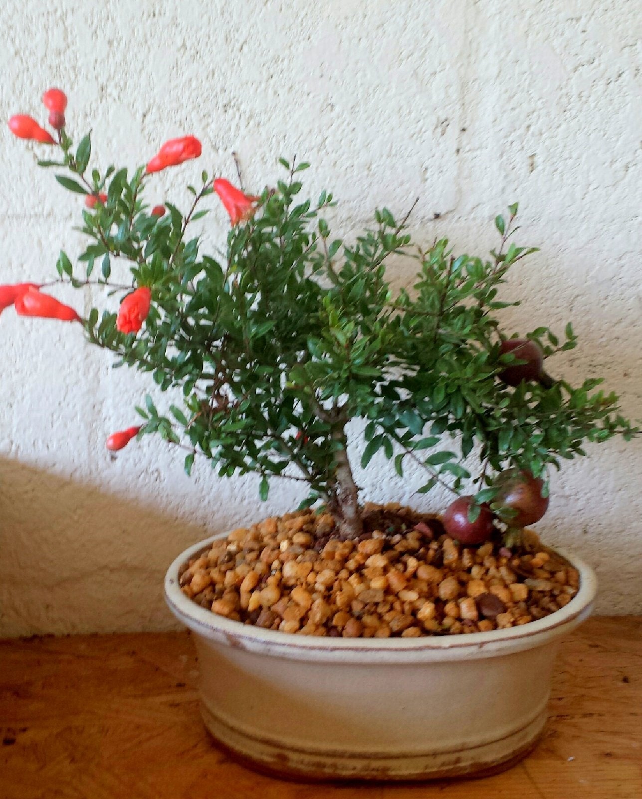 Indoorbonsaiexotics Dwarf Pomegranate Beginner Bonsai Tree (Indoors)