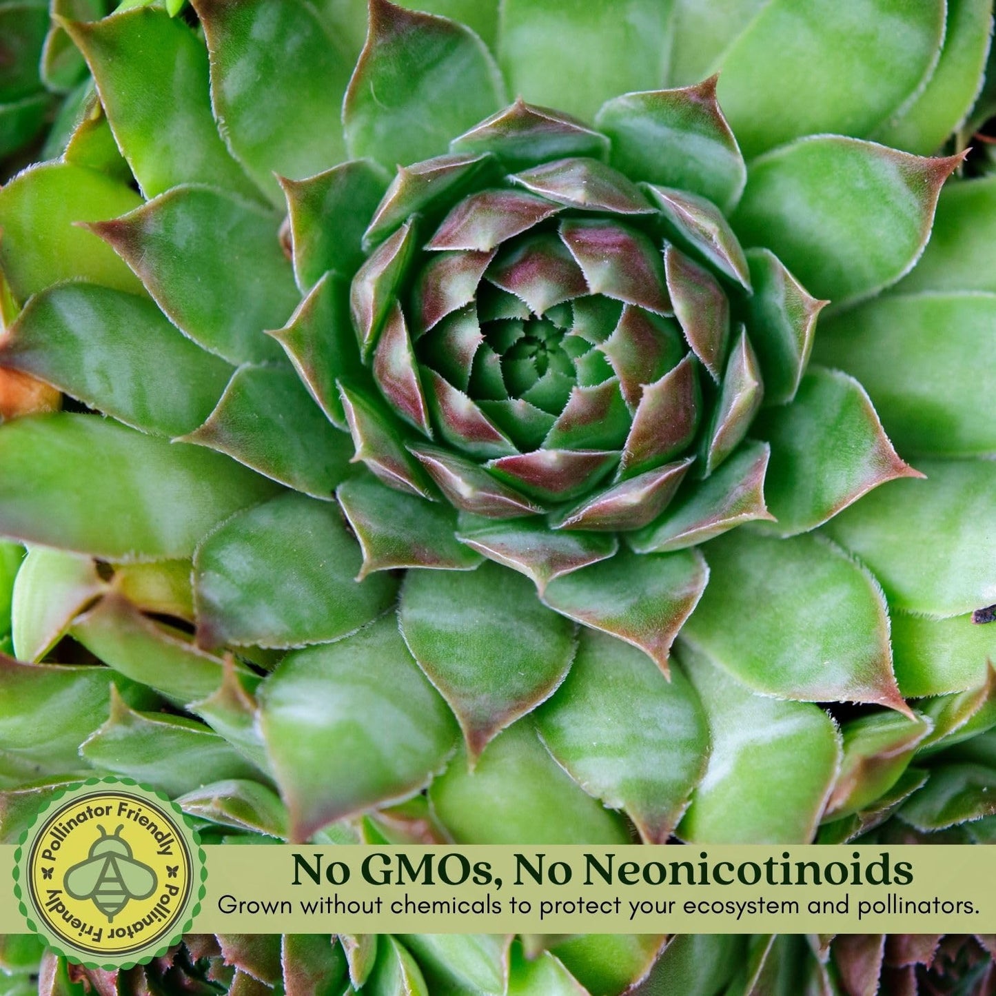 Clovers Garden Hens and Chicks Plants - Two (2) Live Plants – Non-GMO - Not Seeds - Each 4" to 8" Tall – in 4" Inch Pots - Perennial, Kid Friendly Gardening, Heat, Drought Tolerant