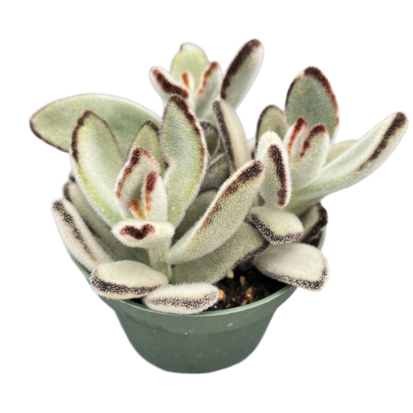 Sprout N Green Kalanchoe Tomentosa Daruma, Live Cactus Plant Fully Rooted in 4" Pots with Soil Mix, Houseplant for Indoor Outdoor Home Office Decor, Keep Away from Pets
