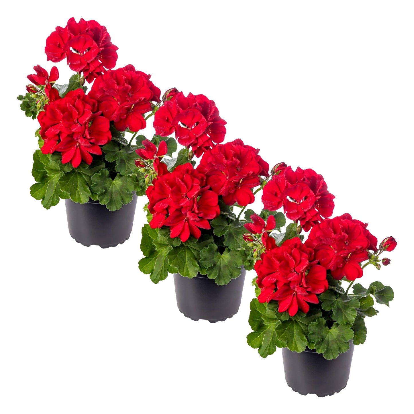 Live Flowering Zonal Geraniums - Red (3 Plants Per Pack) - Beautiful Spring Flowers - 12" Tall by 5" Wide in 1 Qt Pot