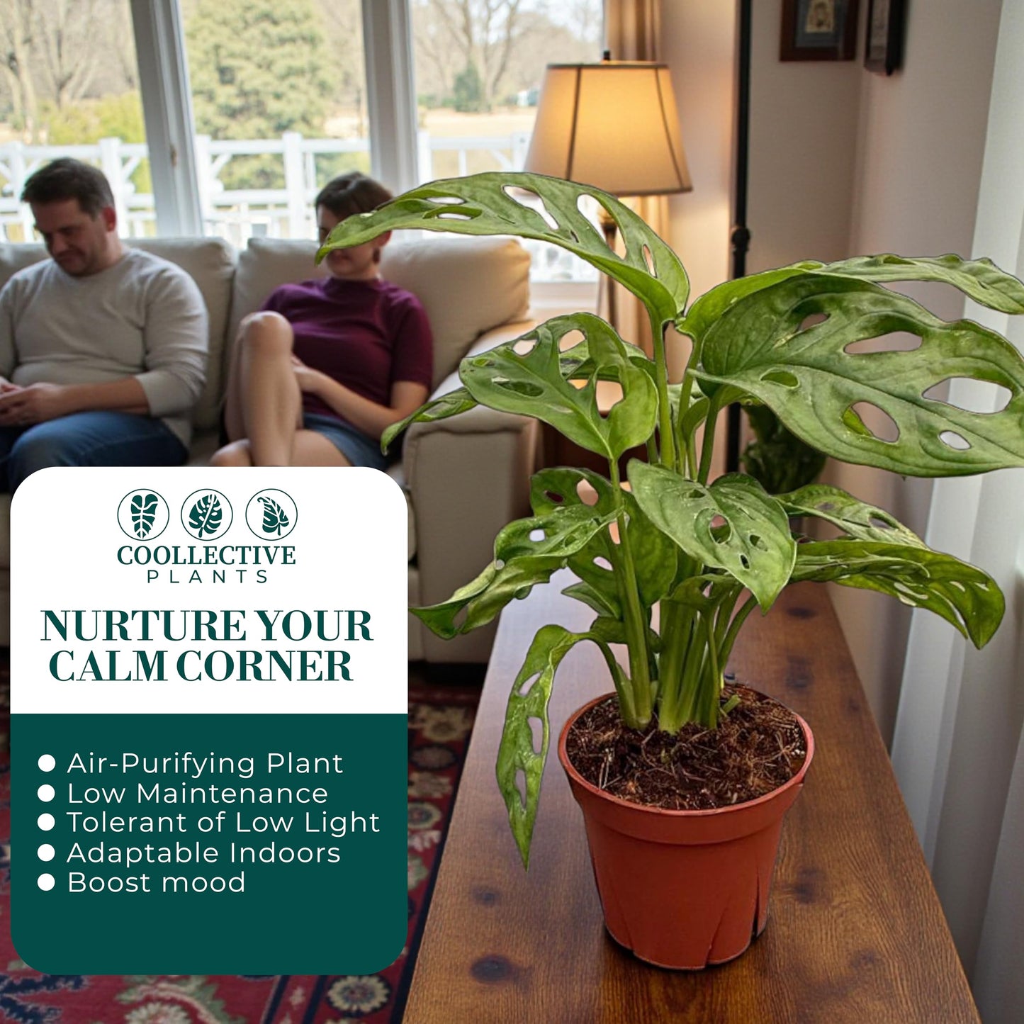 CoollectivePlants Monstera Swiss Cheese Live Plant in 4" Growers Pot – Easy Care Indoor Houseplant, Low Maintenance Vining Monstera Adansonii, Tropical Foliage