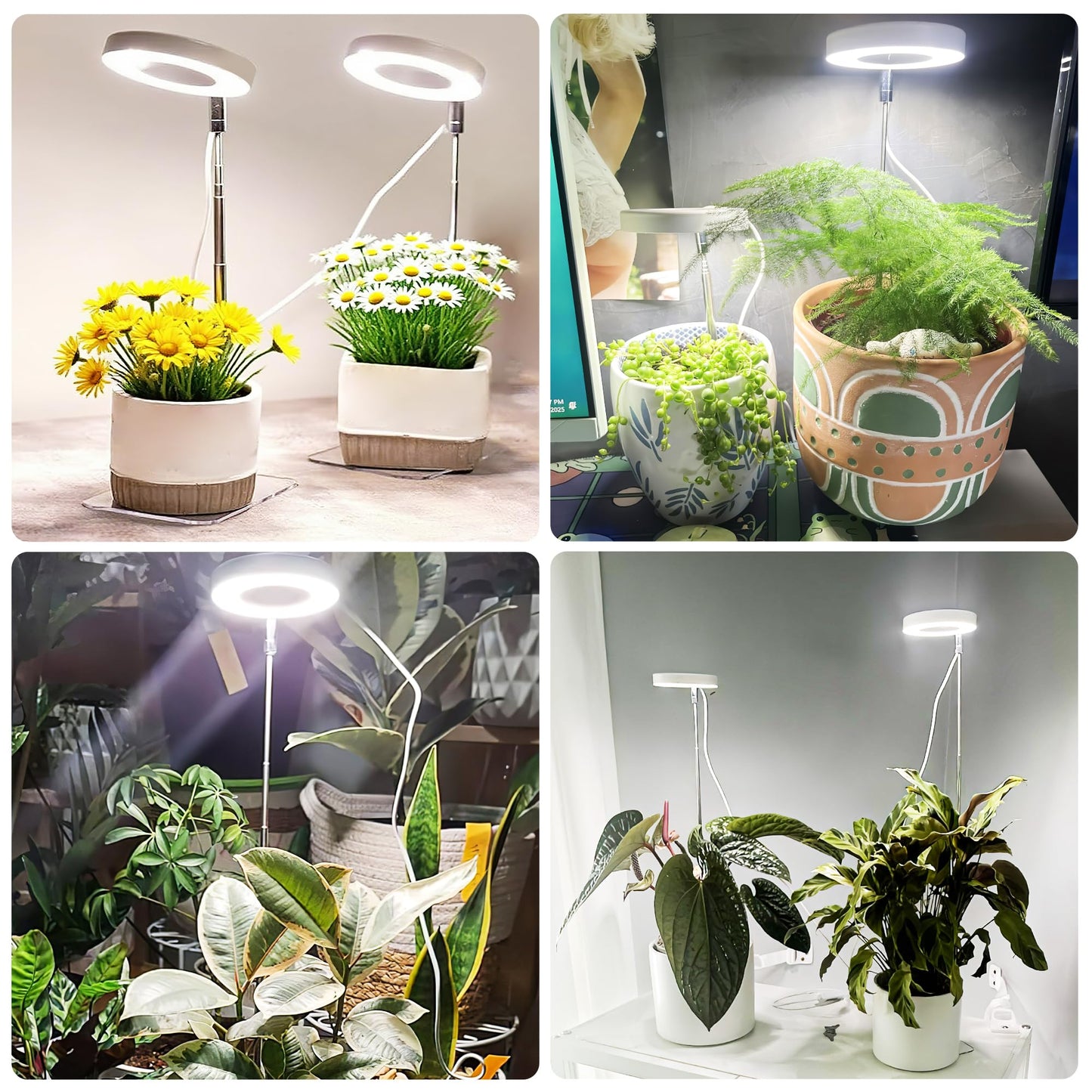 White Grow Lights for Indoor Plants Full Spectrum, 48 LEDs Plant Light for Indoor Plants, Height Adjustable, Small Halo Growing Lamp with Base, Auto Timer 3/9/12H, 3 Light Spectrums,10 Brightness
