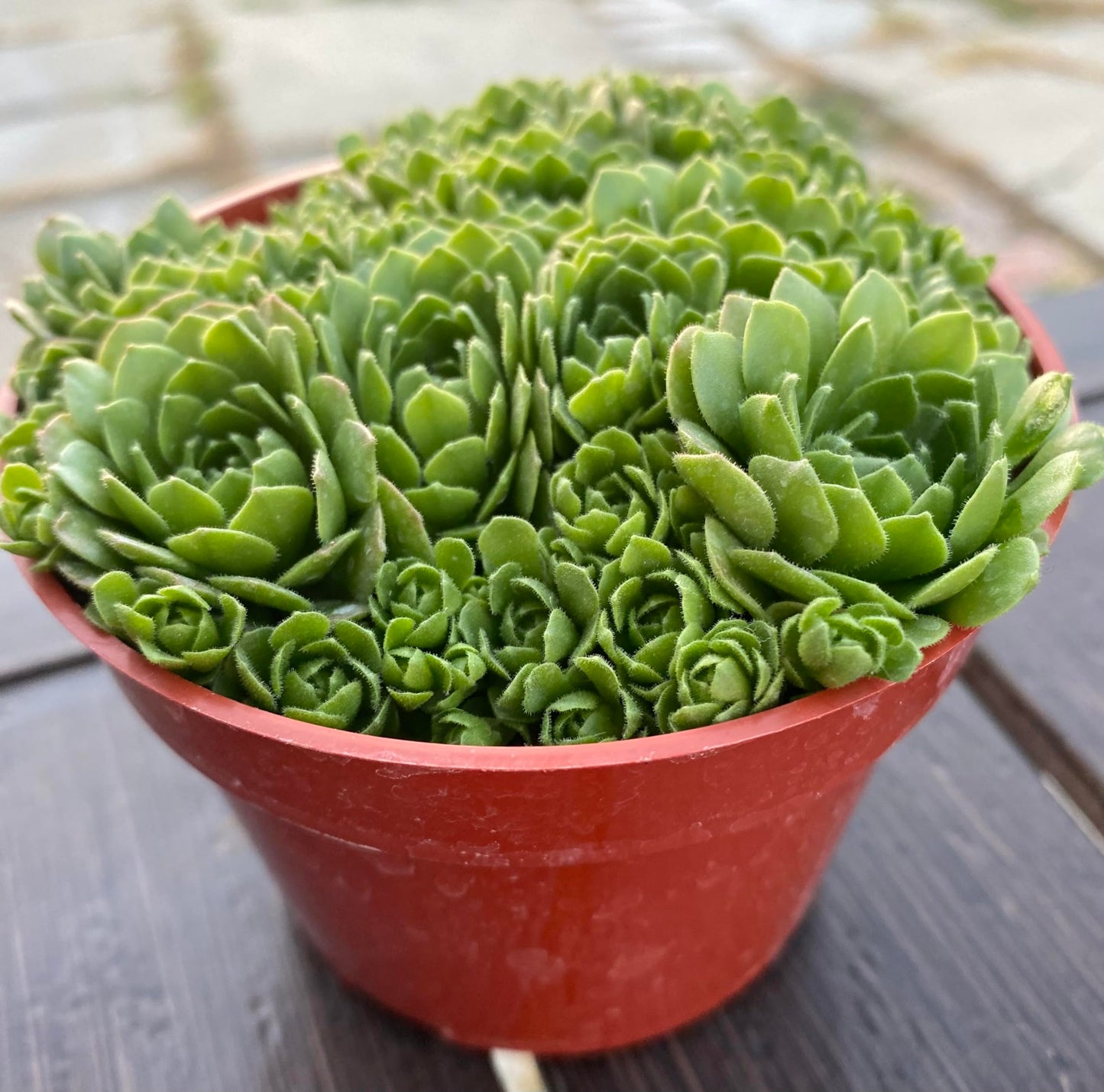 Live Succulent Plant Rosularia Platyphylla, Green Indoor Houseplant in Red Plastic Pot, 2-4 Inch, Low Water, Drought Tolerant, Bright Indirect Light