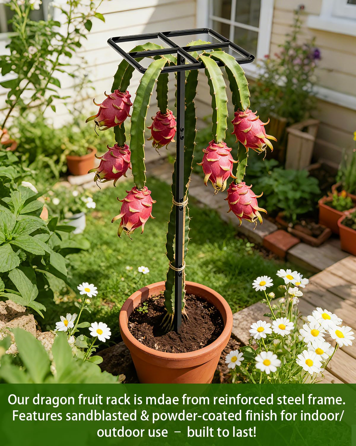 2 Pack 66''×16'' Heavy-Duty Metal Dragon Fruit Trellis, Adjustable Gardening Support Stand for Vertical Climing Plants,Trees,Cactus Garden Outdoor Indoor Potted Support