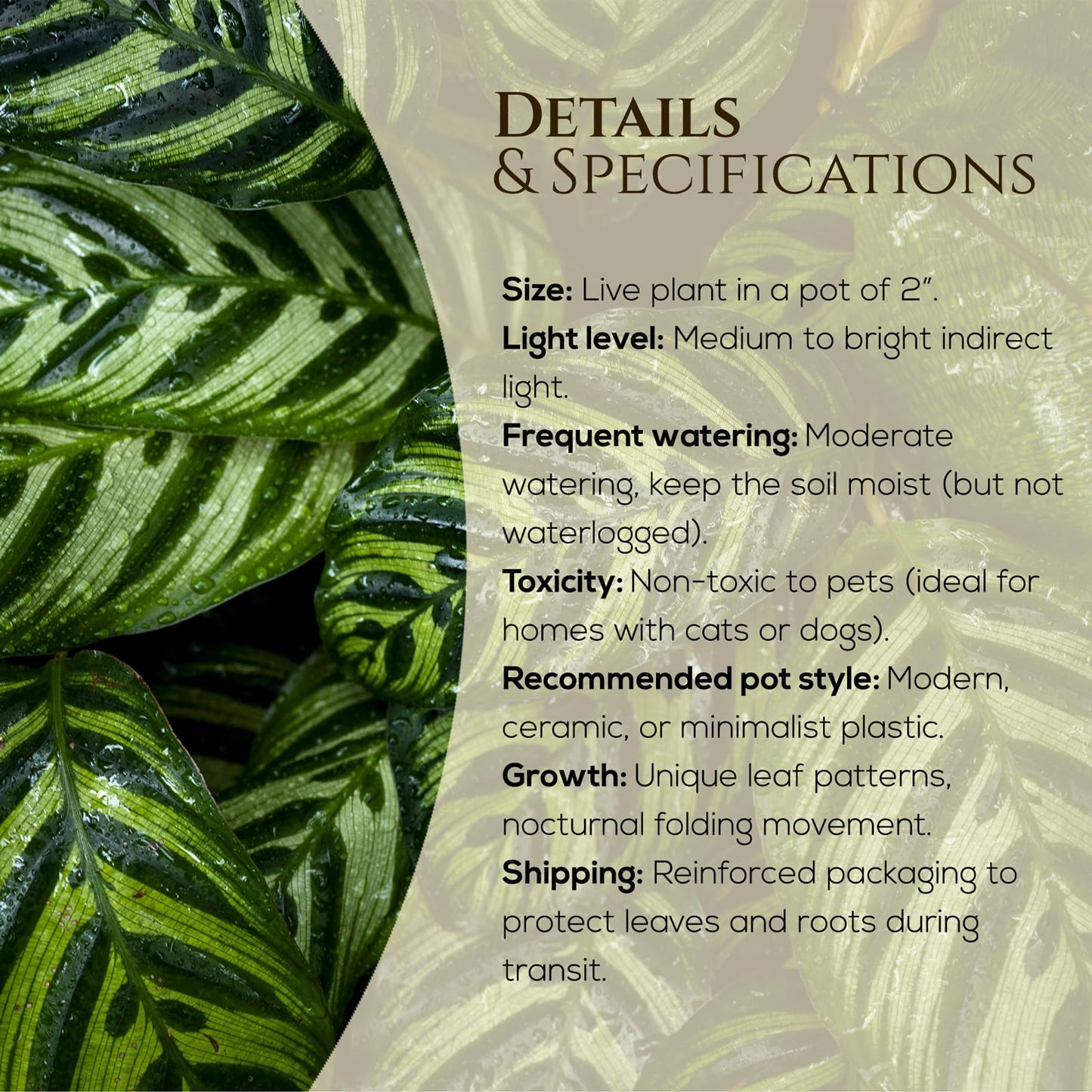 Calathea Collection (4 Pack) Live Plants – Stunning Foliage Prayer Plants Like Orbifolia, Rose Painted, White Star & Dottie – Easy Indoor Tropical Plants – Pet Friendly – Natural Air Purifiers