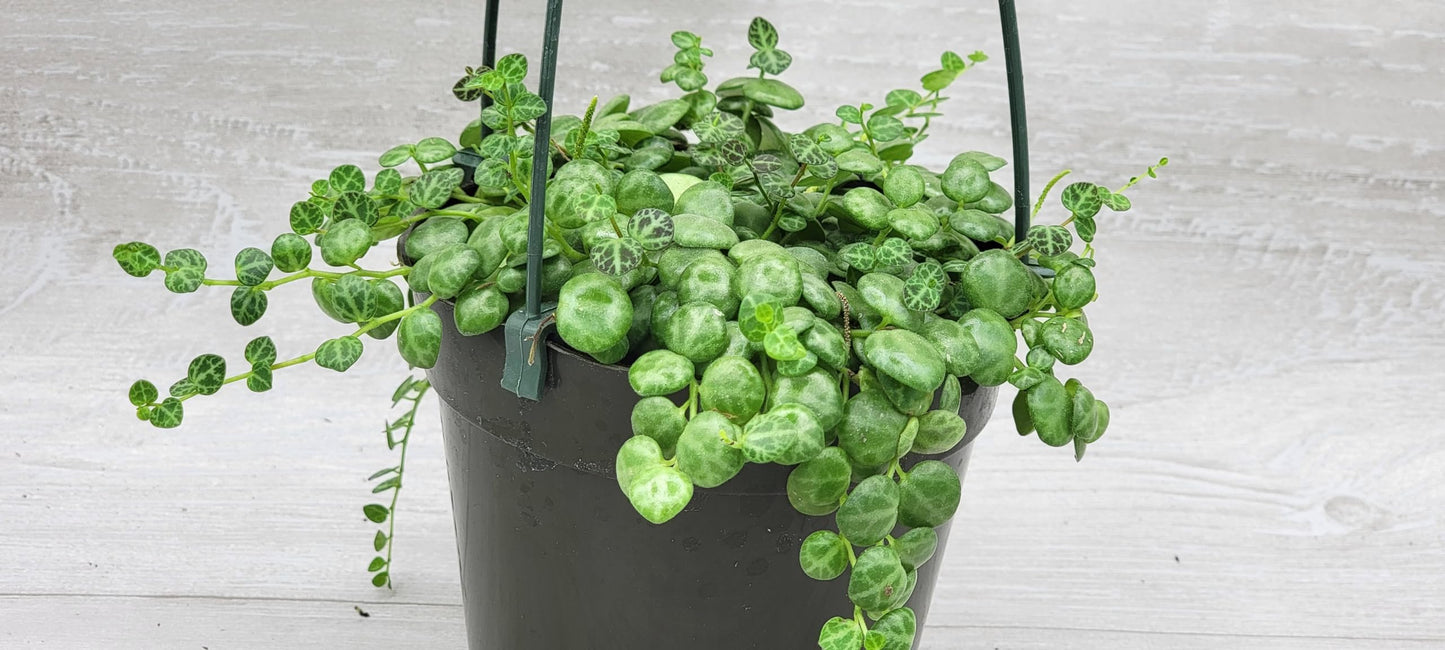 String of Turtles,Peperomia Prostrata Plant Live Rare Houseplants All Plants are Fully Rooted Plants in 4 inch Hanging Pot by 3exoticgreen