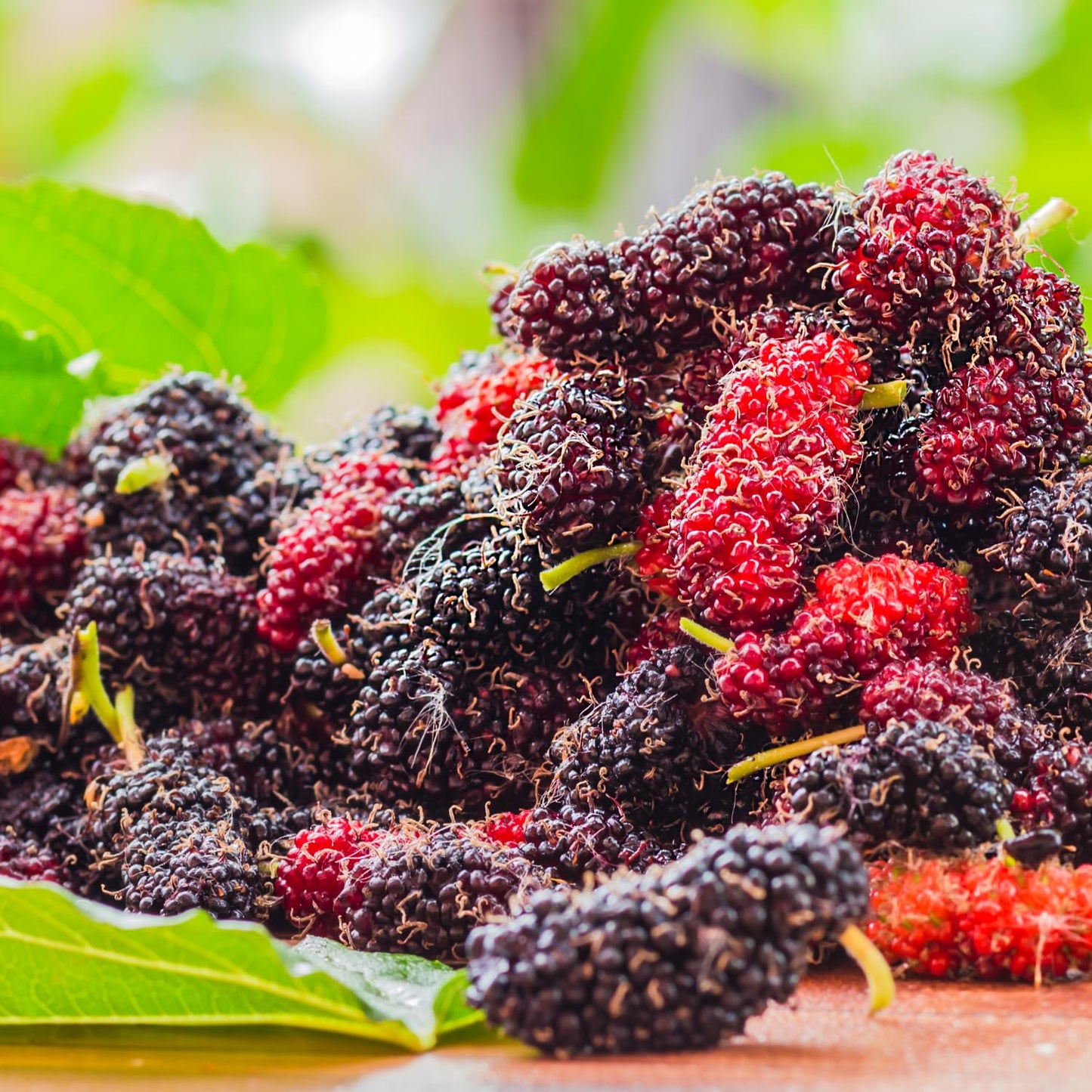 Dwarf Everbearing Mulberry Tree Live Plant Well-Rooted, Berry Seedlings Mulberries Fruit Edible, Outdoor Planting, 4-8 Inc Tall, No Pot