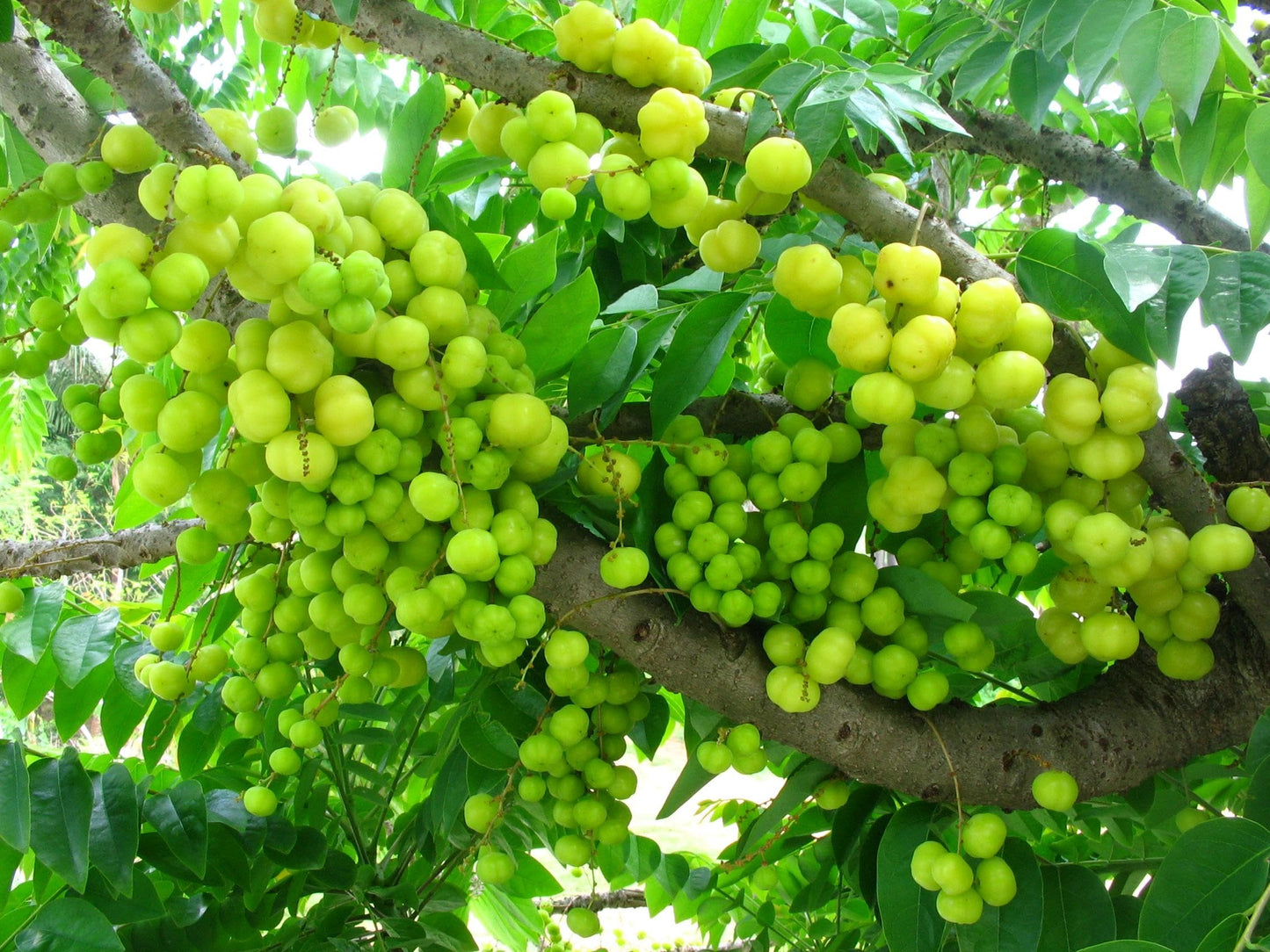 Tropical Grosella Tree Live Plant, Phyllanthus Acidus, Otaheite Gooseberry Fruit Tree, Seed Grown 8-12 Inch, USDA Zones 10-11, Outdoor Growing