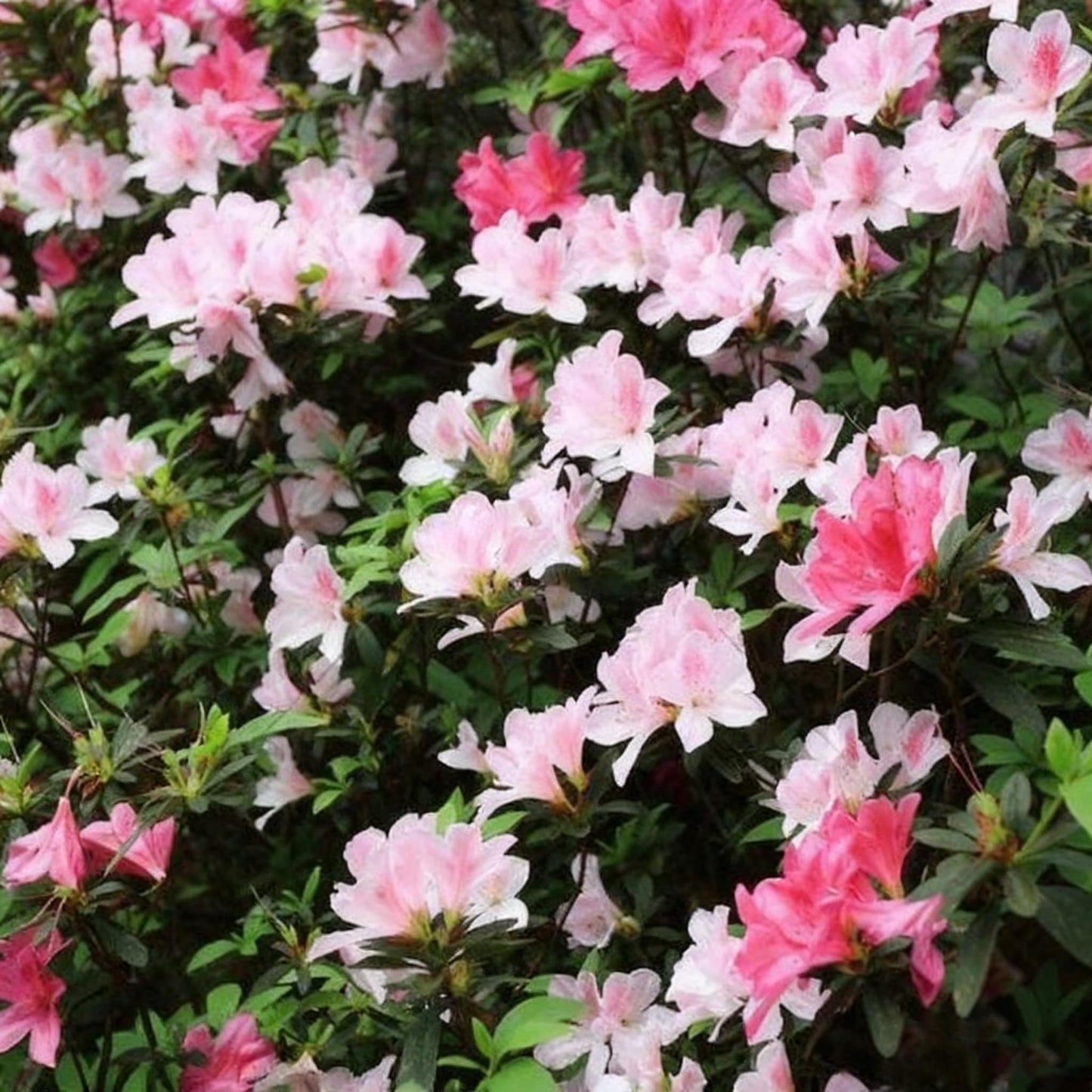 30 Azalea Flower Seeds for Planting, Mixed Color Rhododendron Seed, Perennial Flower Plants, Non-GMO Azalea Flower Seeds for Garden Home Heirloom Plant