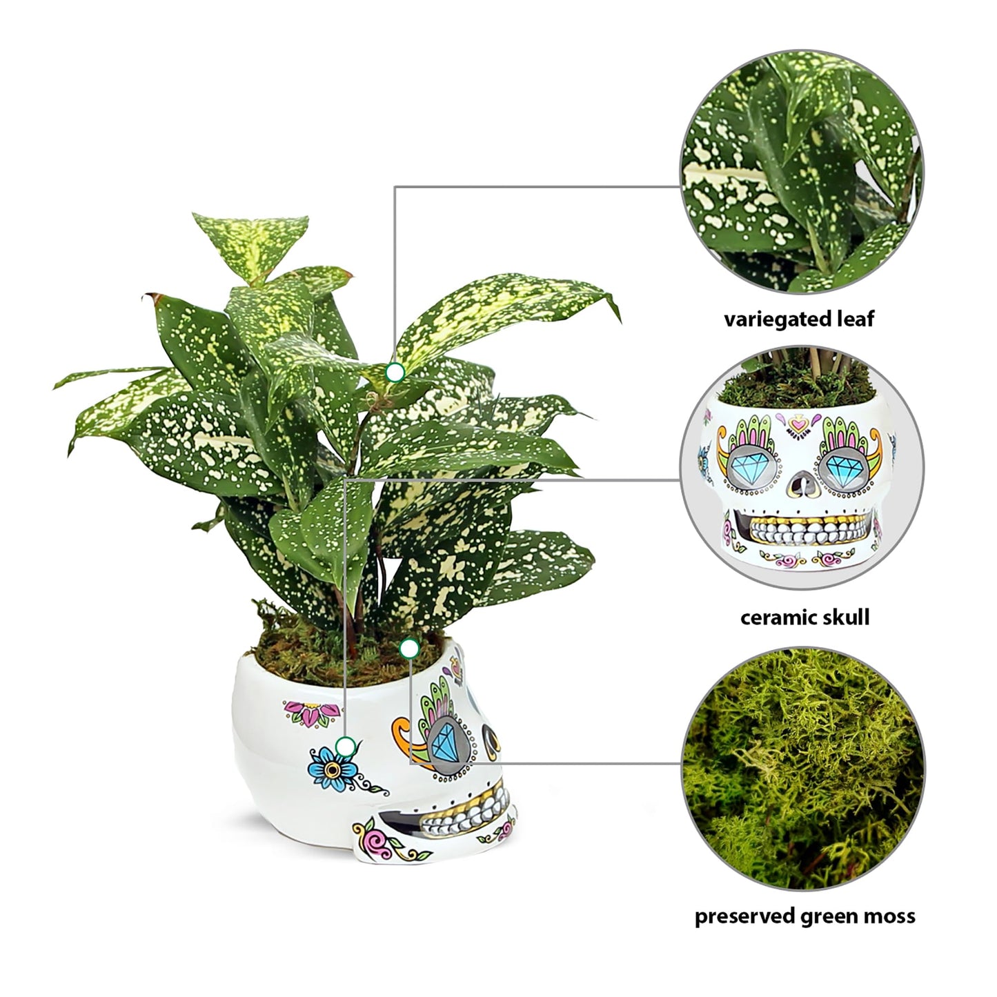 Live Florida Beauty Golddust Spoted-Leaf Dracaena Surculosa, Variegated Tropical Houseplant, Office Gift, Plant Lover Gift, Gardening Gift, Best Friend Gift in 4" Ceramic Skull