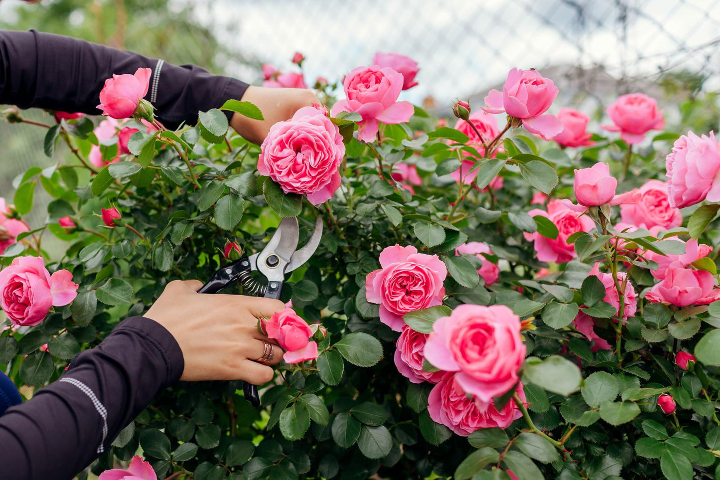 Pretty in Pink Eden Climbing Rose 1.5 Gal Potted Live Plant, Reblooming Fragrant Hot Pink Flowers, Climber for Trellis, Arbor, Fence or Screening, Own Root, Stargazer Perennials