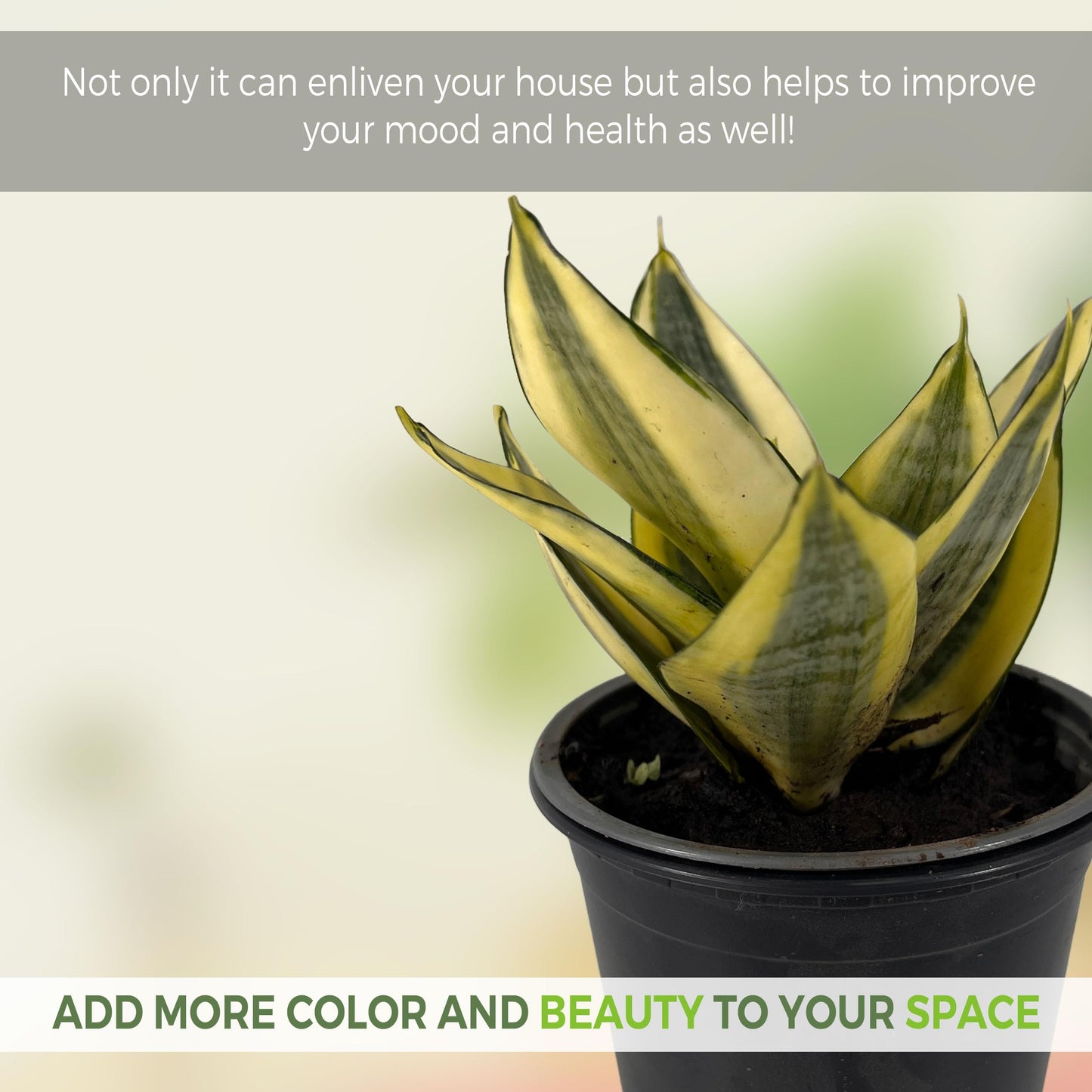 LEAL PLANTS ECUADOR Sansevieria Sunny Star (Pack of 2)| Sansevieria Laurentii – Sansevieria trifasciata Indoor Plant, Variegated Snake Plant, Unique Gift for Plant Lovers