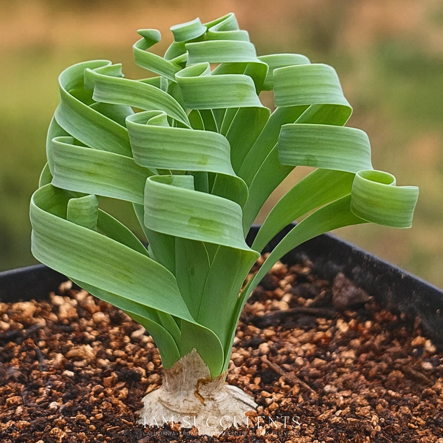 Albuca concordiana – Rare Spiral Albuca Bulb – Unique Curly Leaf Succulent – Easy Care Indoor/Outdoor Plant – One Bulb/Plant Only – Grown from California-Based Nursery – by 1am Succulents