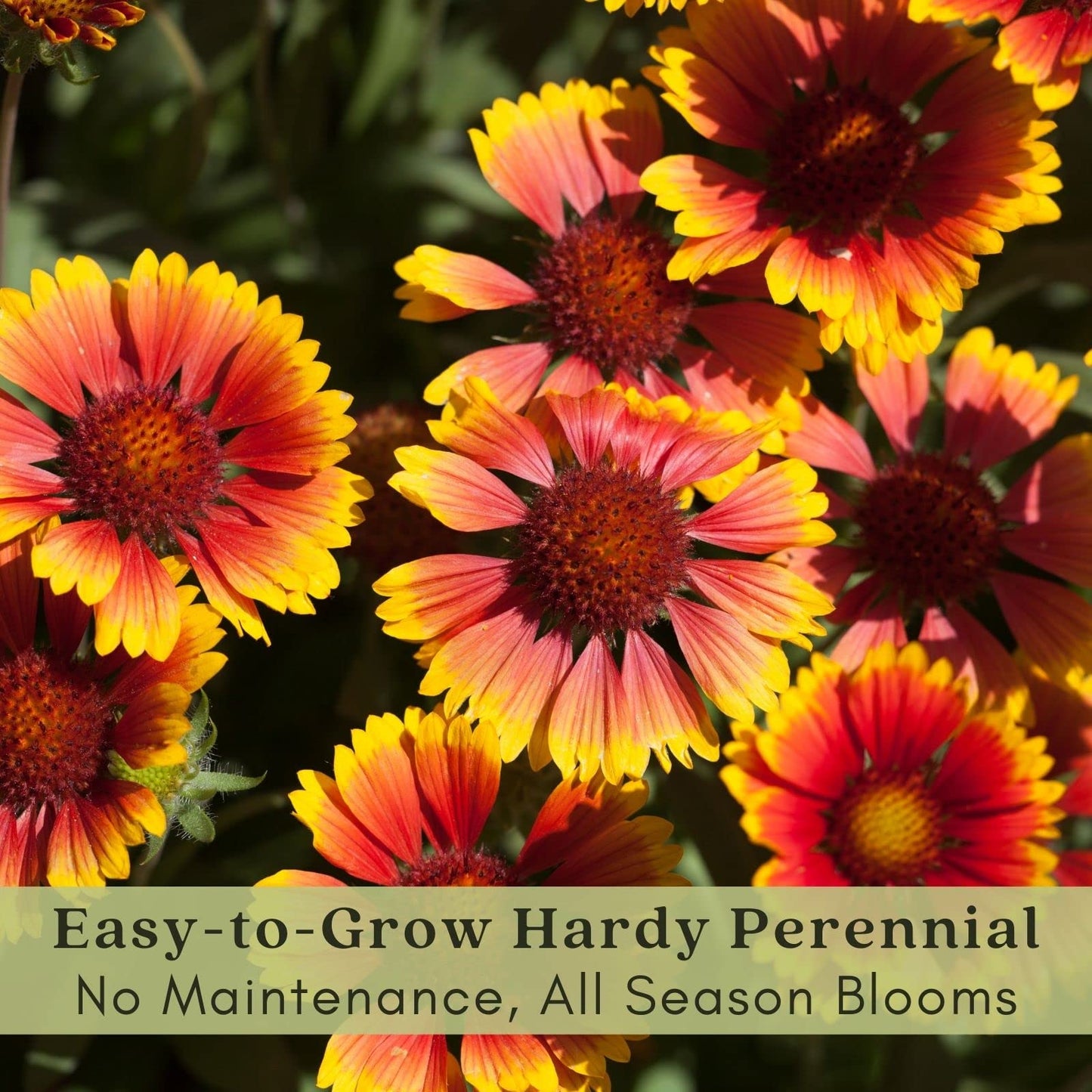 Clovers Garden Blanket Flower (Gaillardia) Arizona Sun Plants – Two (2) Live Plants – Non-GMO - Not Seeds - Each 4" to 8" Tall – in 4" Inch Pots – Hardy Flowering Perennial, Pollinator Favorite