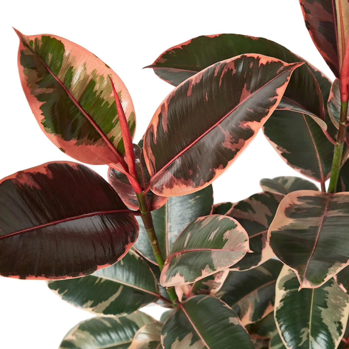 Ficus Elastica 'Ruby Pink' | Live Plant for Indoor & Outdoor | for Living Room, Office, Bathroom | (4" Pot)