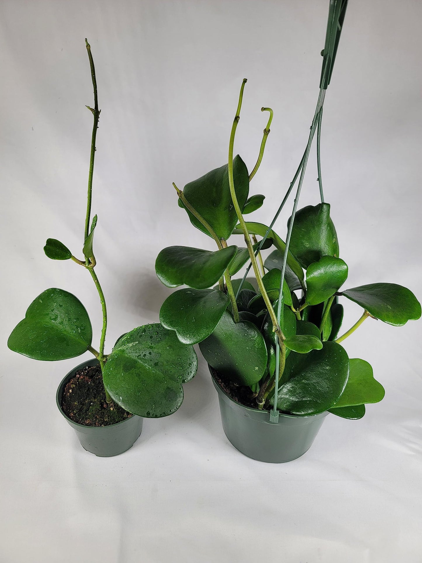 Hoya Kerrii with Heartshape Leaves Live Hoya Plant Great Gift for Mothers and Loved Ones Sweetheart Hoya Live Plant (Hoya Kerrii in 4" Pot, 4-6 Leaves Plant)