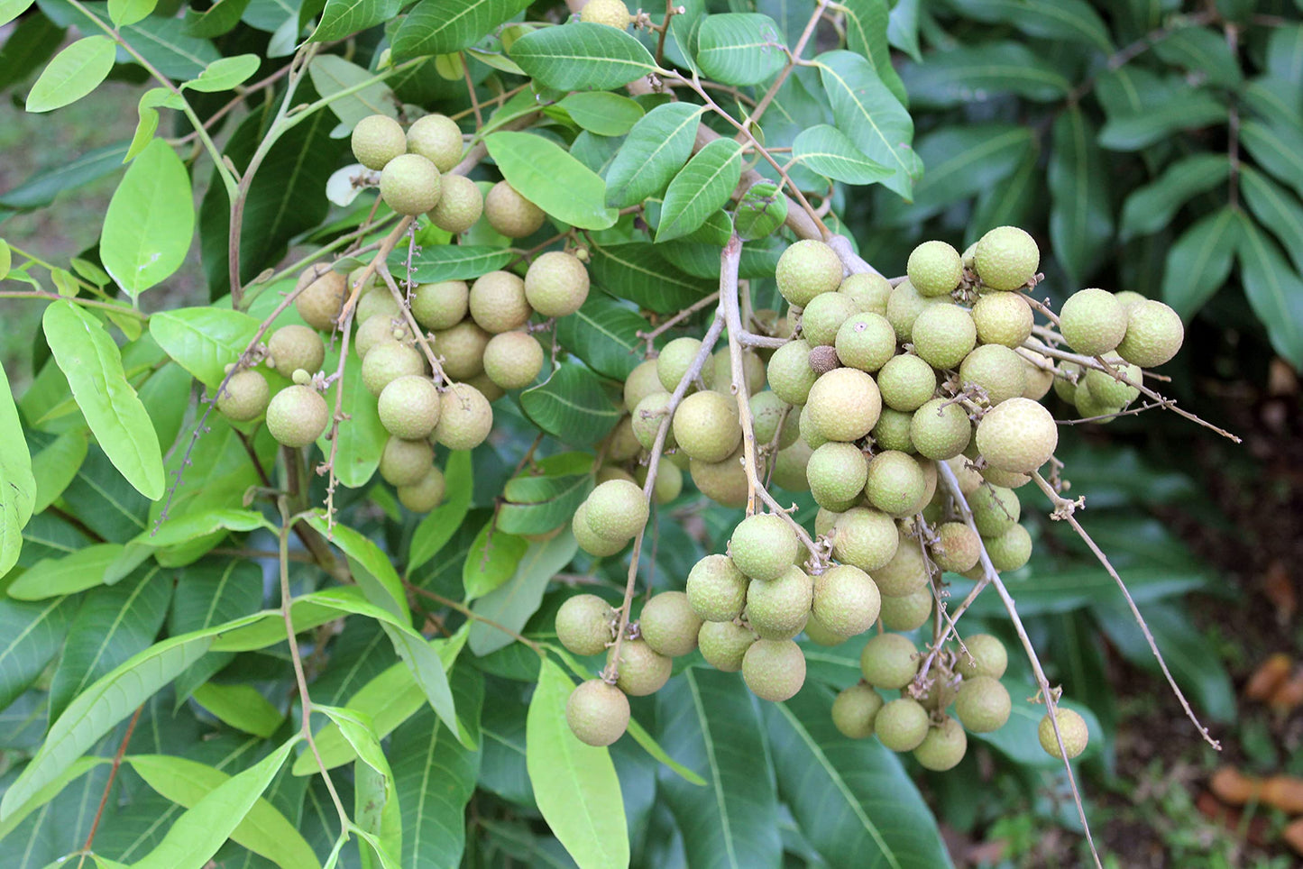 Longan Tree - Live Plant in a 10 Inch Growers Pot - Dimocarpus Longan - Tropical Fruit Trees for The Patio and Garden