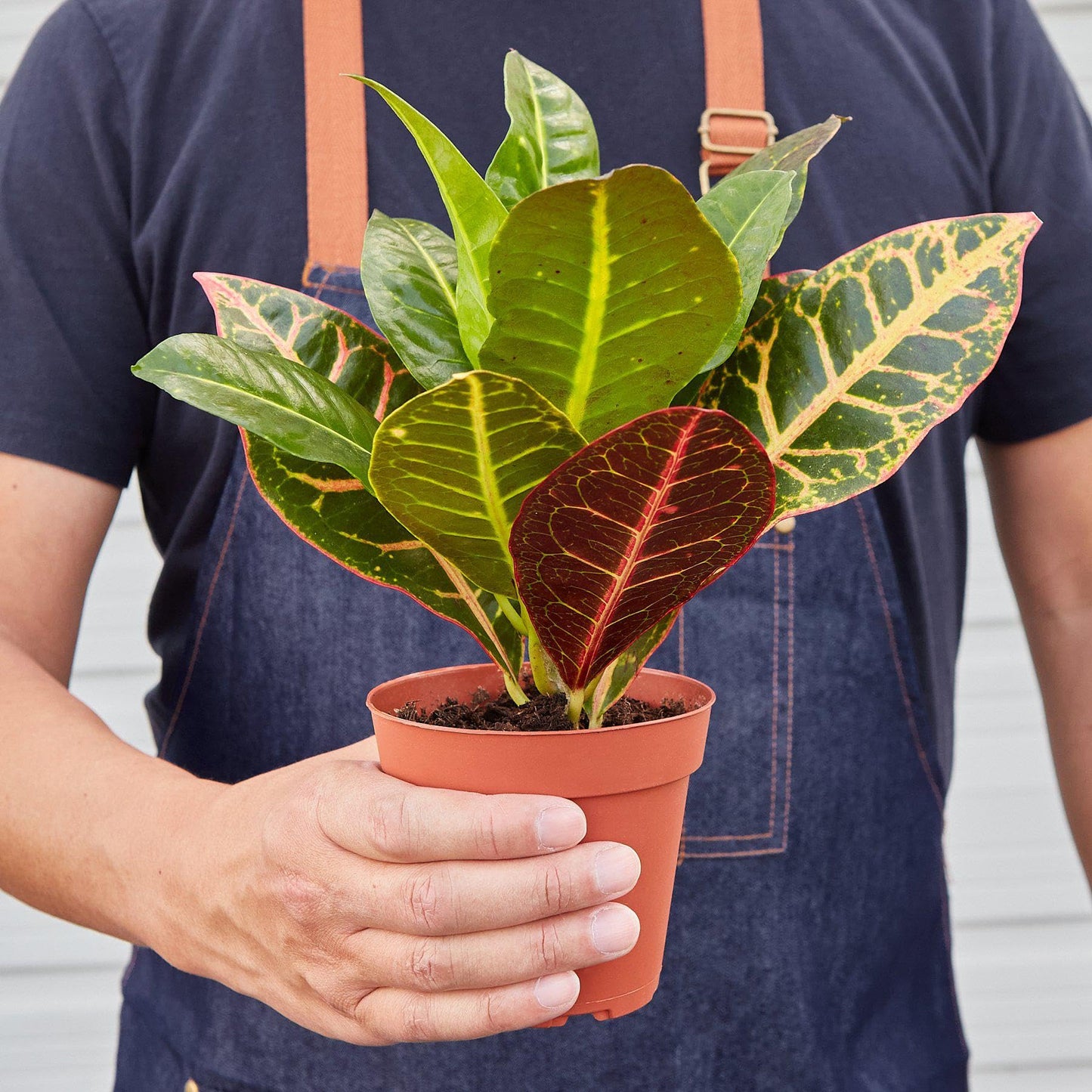 Croton Petra 'Joseph's Coat' | Live Plant for Indoor & Outdoor | for Living Room, Office, Bathroom | (3" Pot)