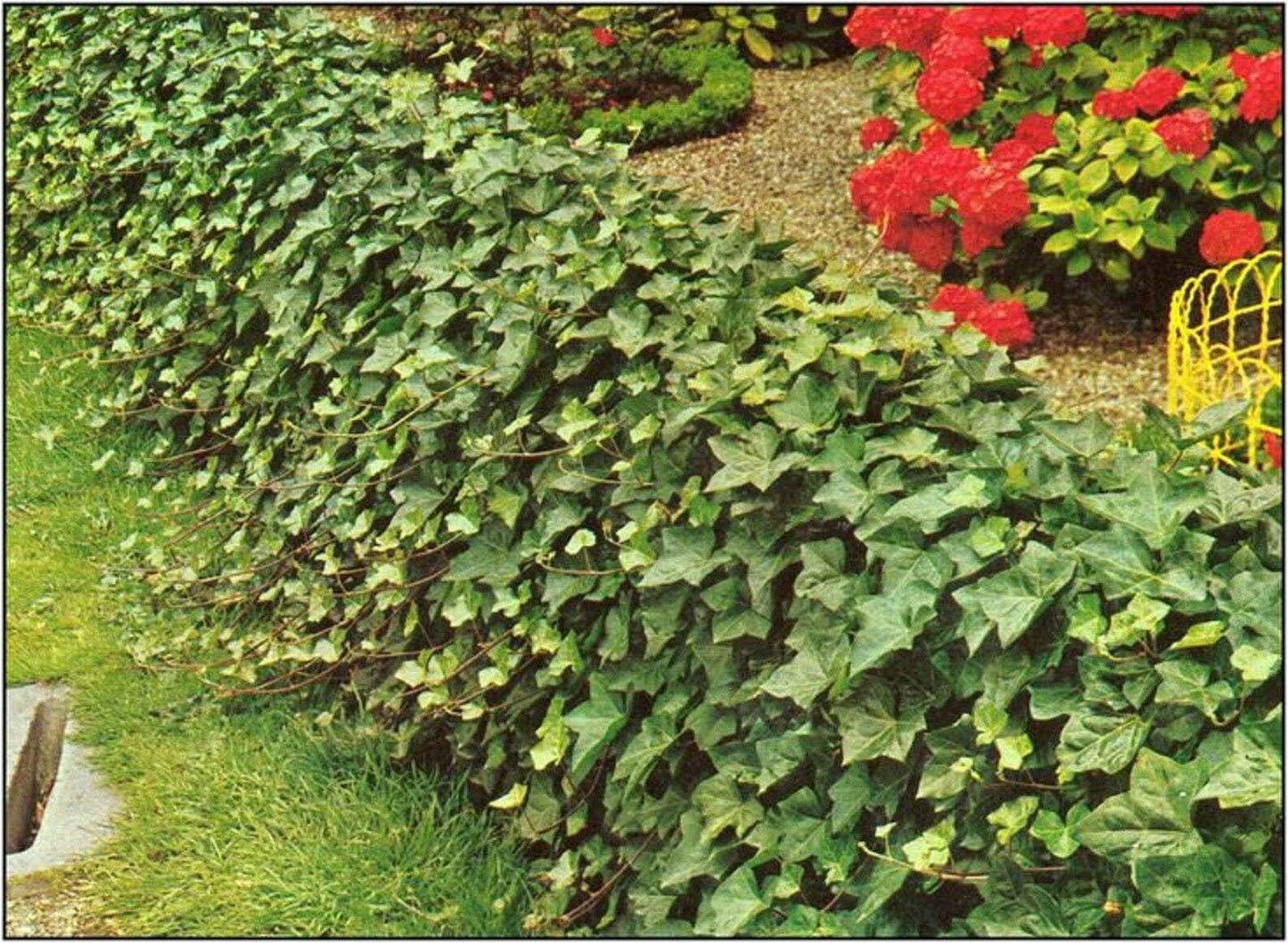Live Plant - 5 Baltic Sub-Zero English Ivy Bareroot Plants, 6-12" Tall - Hedera Helix Baltica