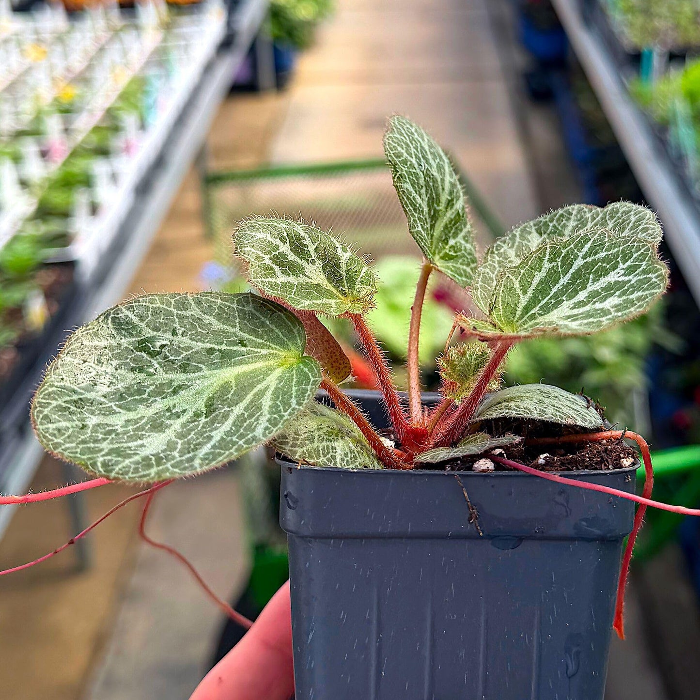 Saxifraga stolonifera, Strawberry Begonia Live Plant, Strawberry Geranium, Creeping Saxifrage, Creeping Rockfoil, Mother of Thousands, Ground Cover with Runners, Container Size: 3" (2.6x3.5)