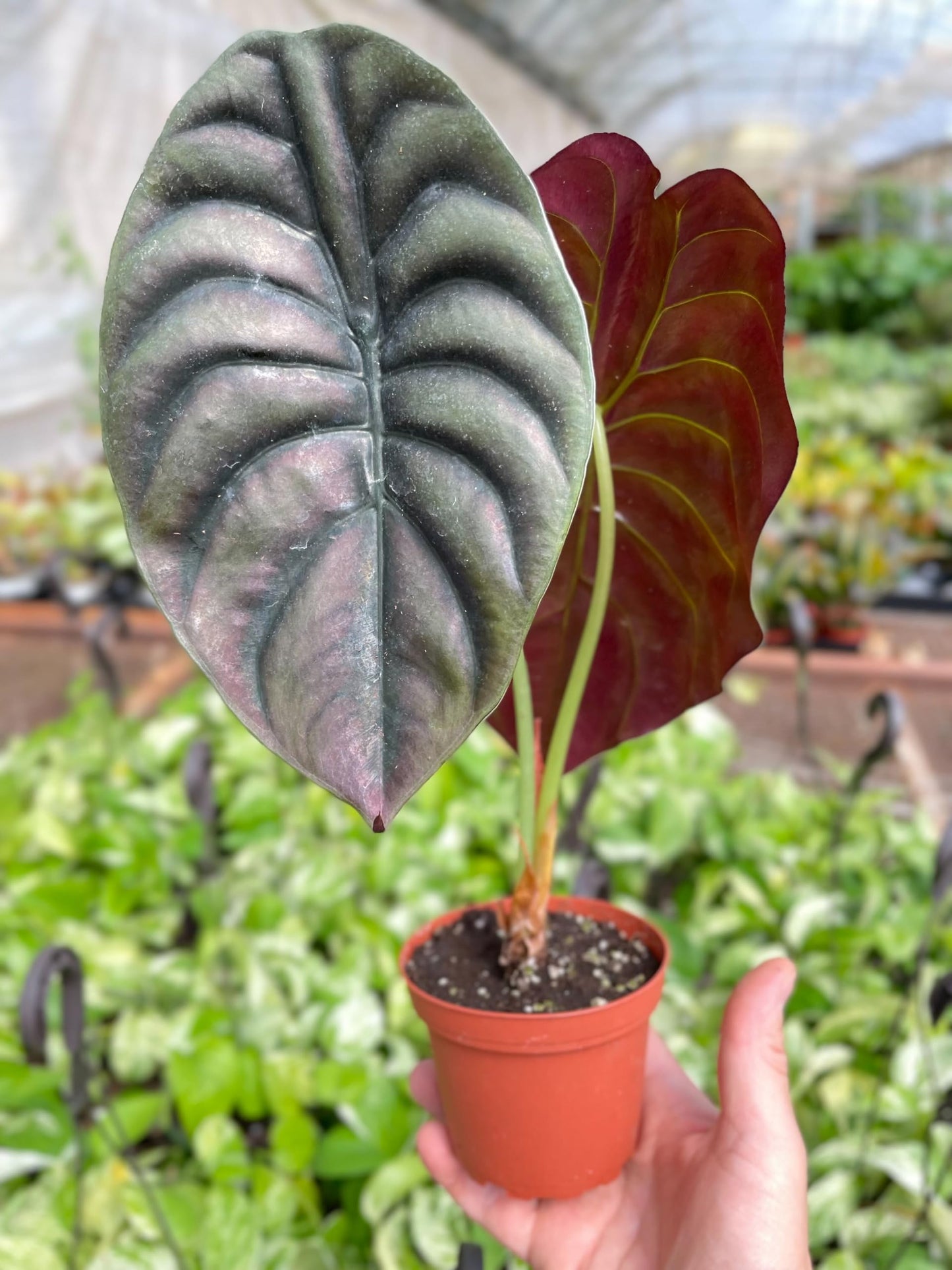 Alocasia 'Red Secret' | Live Plant for Indoor & Outdoor | for Living Room, Office, Bathroom | (4" Pot)