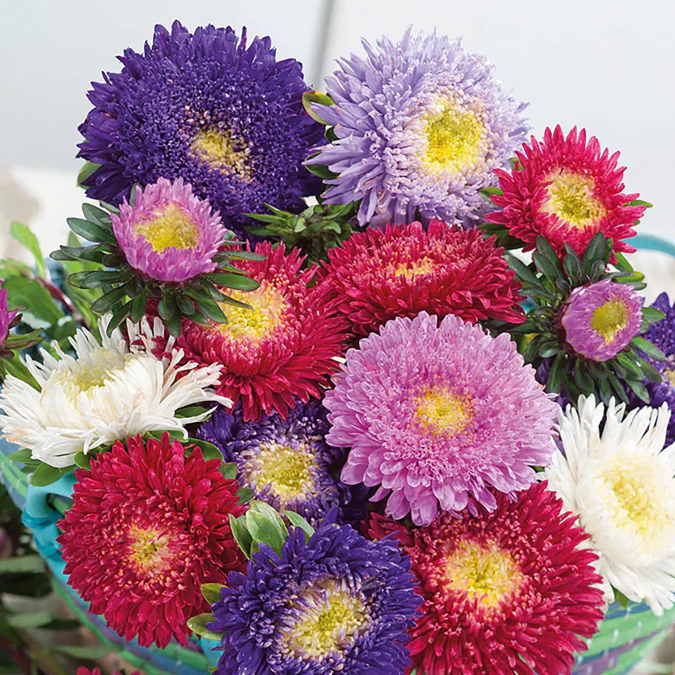 Powderpuff China Aster Mix Seeds - 1000 Seeds