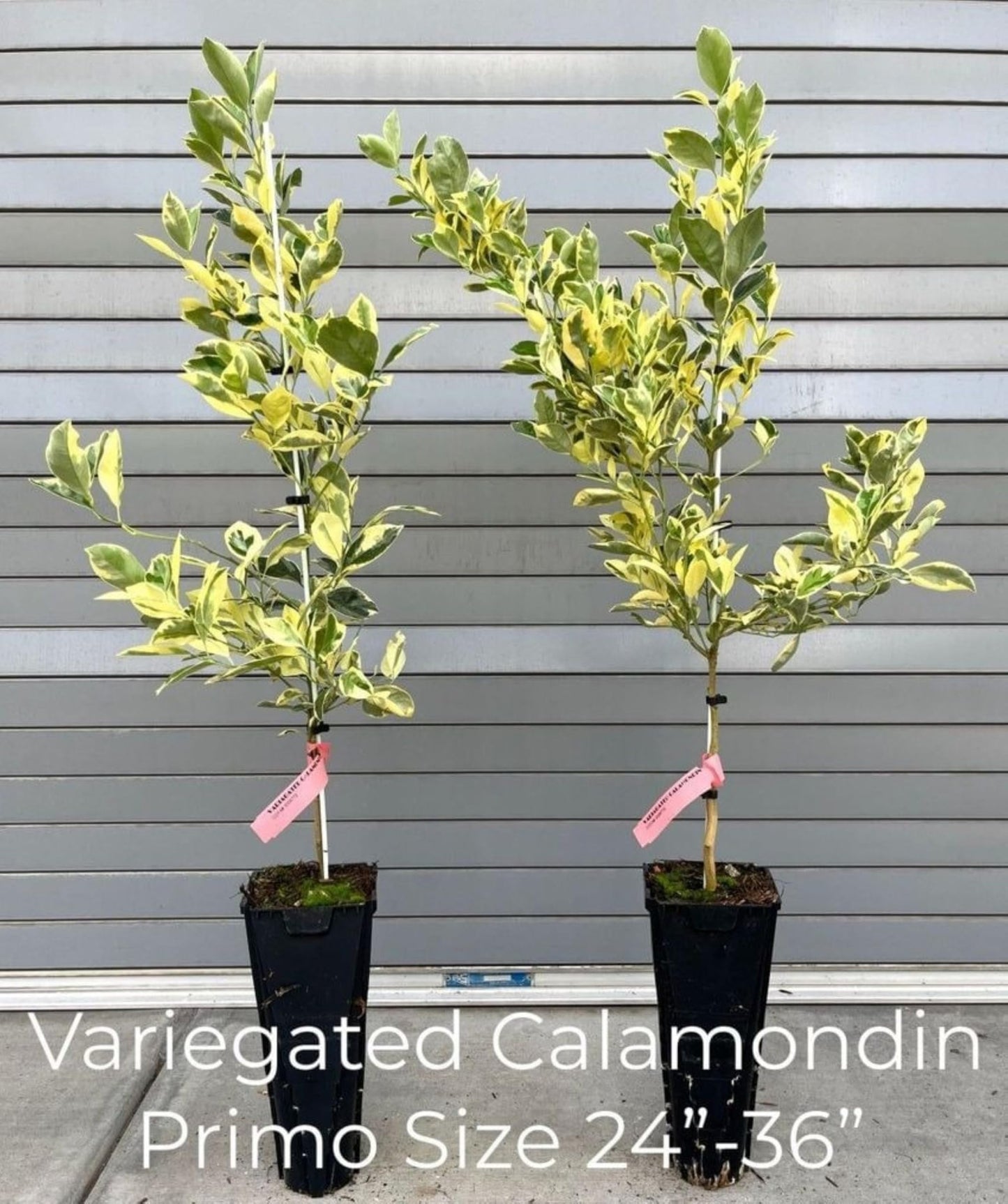 California only! Variegated Calamondin Calamansi Semi-Dwarf Tree, 24-36" Tall, grafted