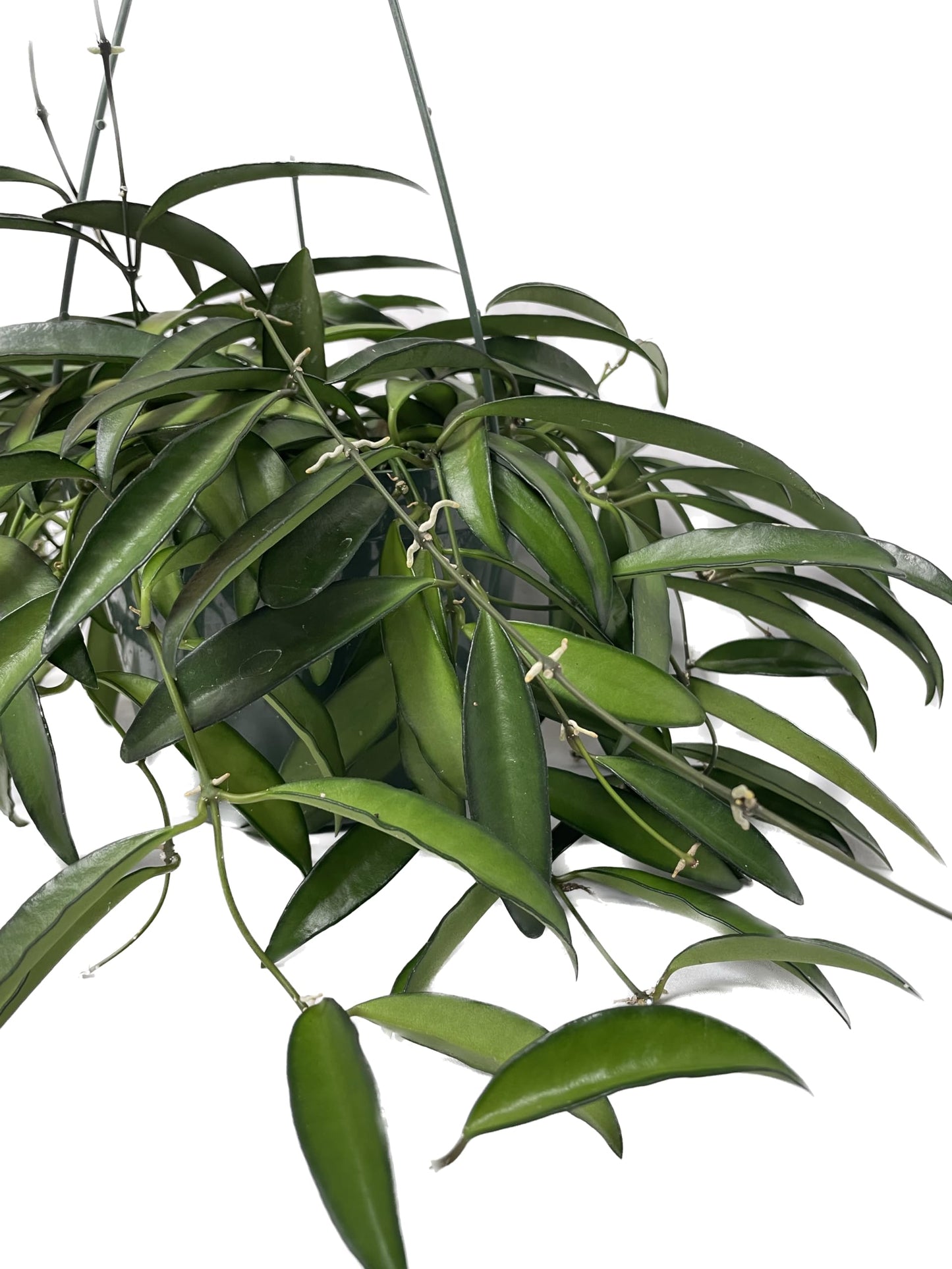 Hoya Wayetii Captivating Wax Plant - Air Purifing Live Plant - Hoya Plants Live Houseplants - Available in 2" Pot, 4" Pot and 6" Hanging Pot - Ships from CA (4" Pot, 2 Plants)