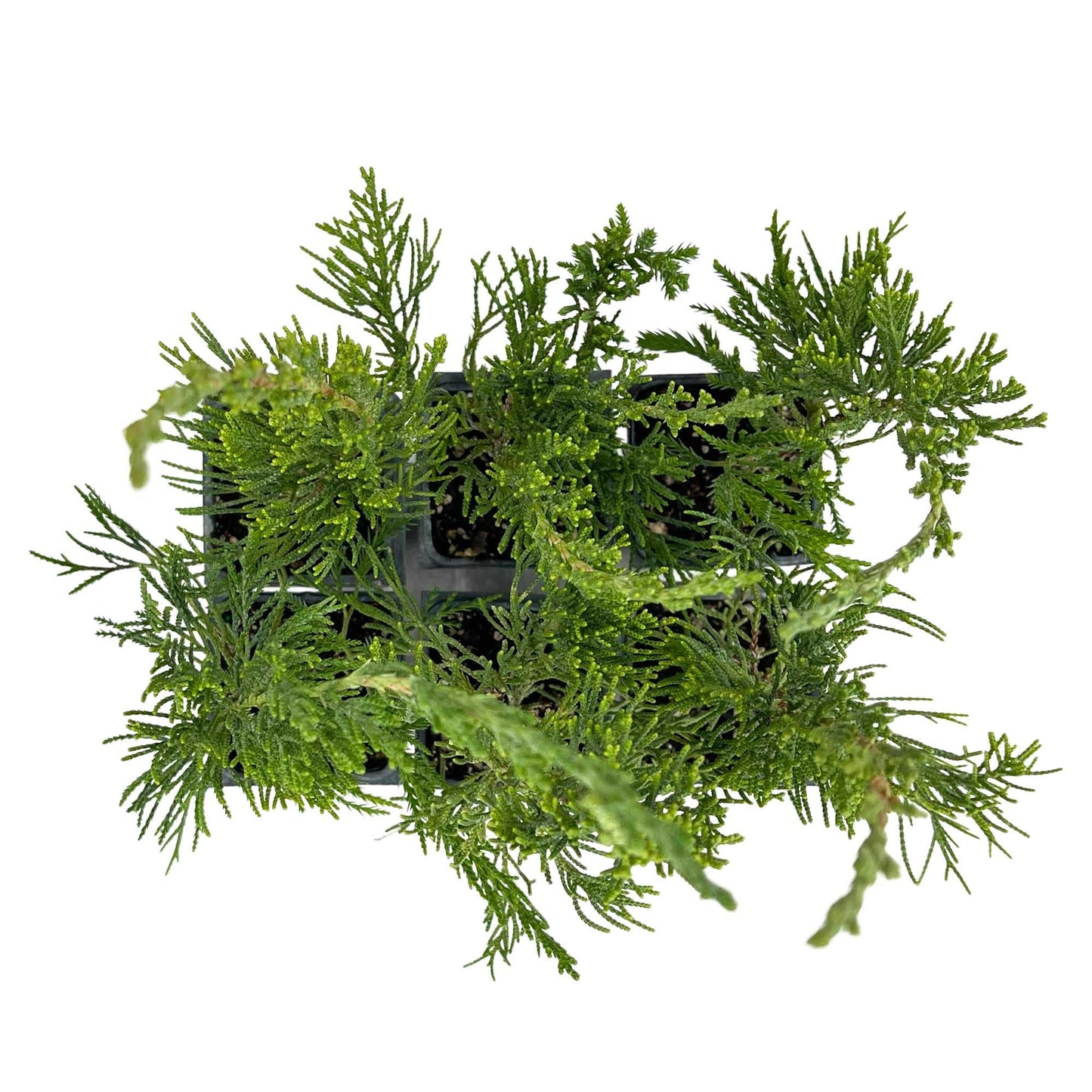 4 Hollywood Juniper – Sculptural Twisted Evergreen Conifer Shrub for Hedges, Borders & Container Planting (Juniperus chinensis ‘Torulosa’) in 3.5″ Cubes, Live Plants