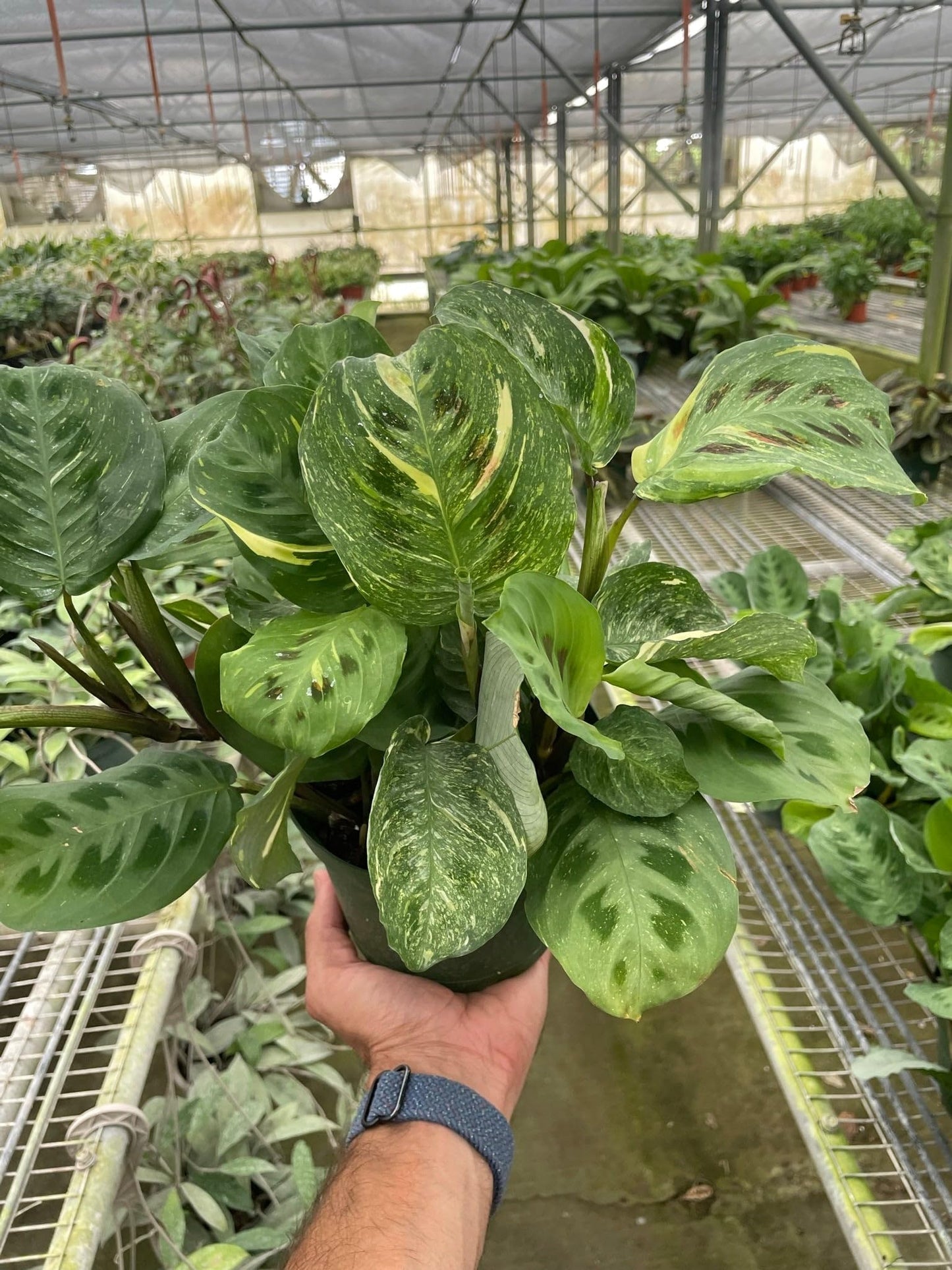 Maranta Variegated 'Beauty Kim' | Live Plant for Indoor & Outdoor | for Living Room, Office, Bathroom | (6" Pot)