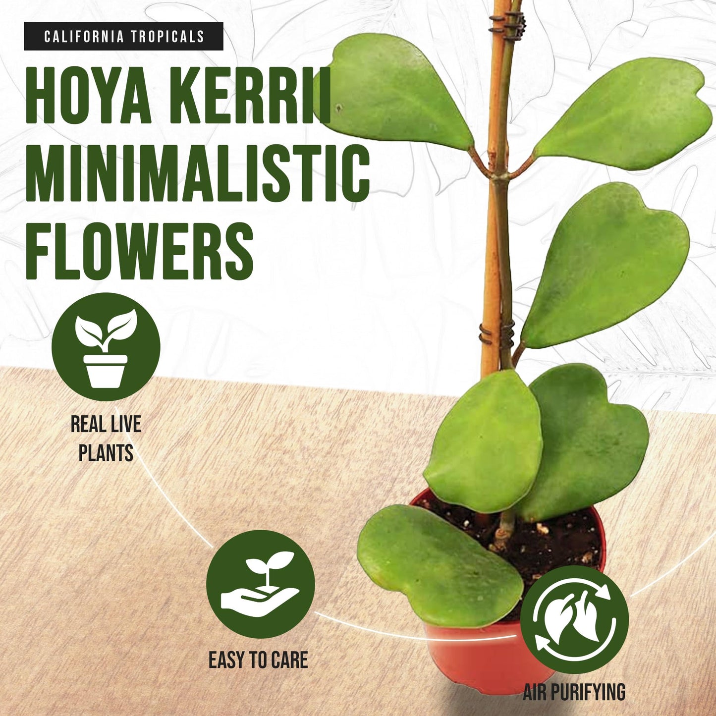 California Tropicals Hoya Kerrii Tall Heart-Shaped Live Houseplant- Unique Indoor House Plant, Perfect for Home Decor, Gifts, Garden, Gardening, Small Pot - Real Pants for Office