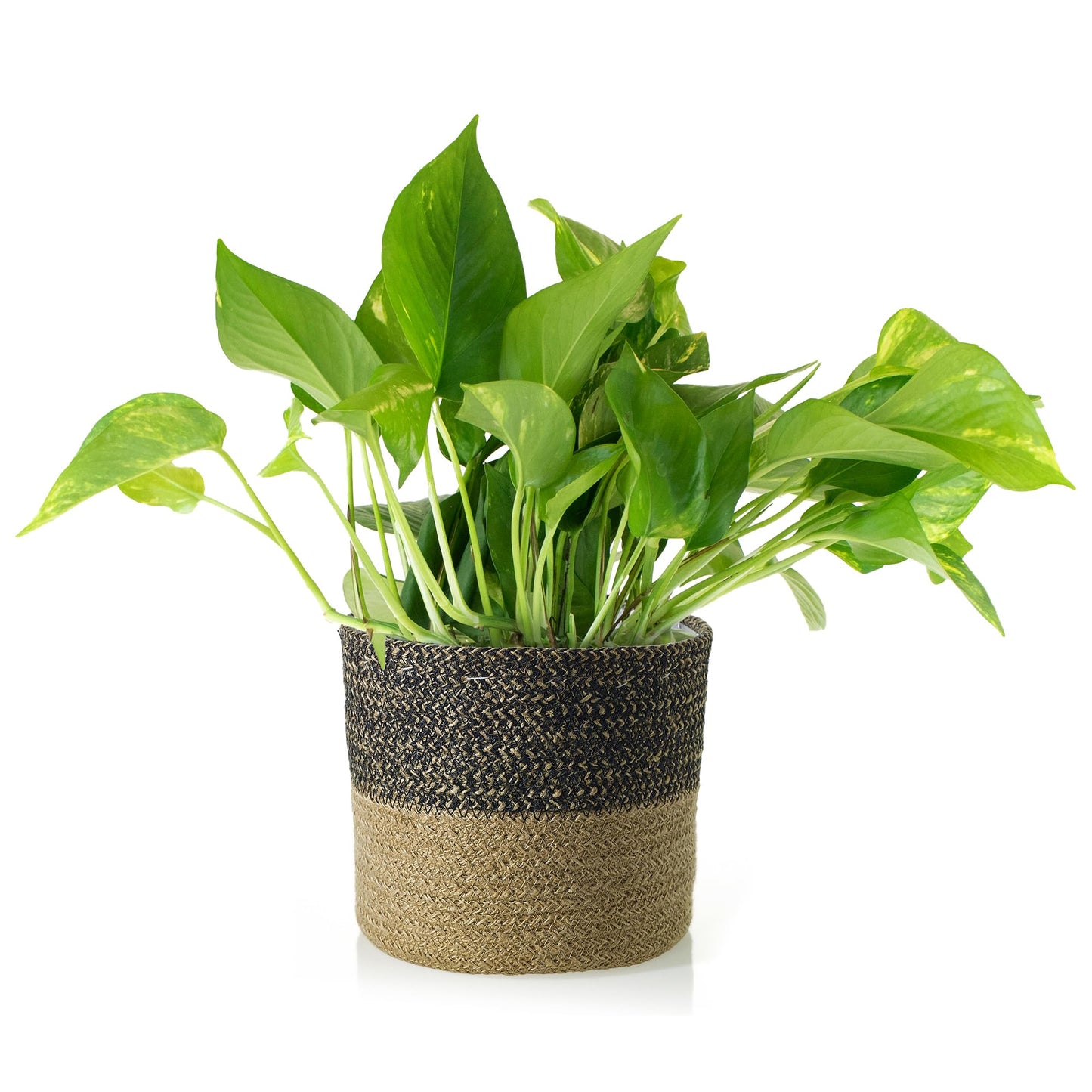 Shop Succulents Pothos Plant in Jute Pot, Freshly Potted, Live Indoor Plant, Easy Care Houseplant, Air Purifying Plant, Housewarming, Home Décor