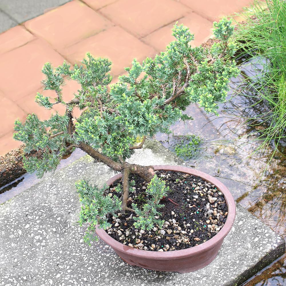 Brussel's Bonsai Live Green Mound Juniper Bonsai Tree - Large, 7 Year, 12 to 16 Inches - Outdoor Bonsai Tree Live with Bonsai Pot
