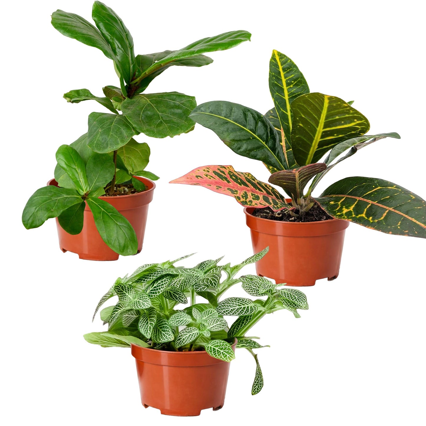Easy to Grow Houseplants Mix Pack of 4 Full Size Potted Plants - Established & Rooted in 4" Quart Pots, Growers Assorted Mix of Air-Purifying Large Plants (Not Starter Plugs)