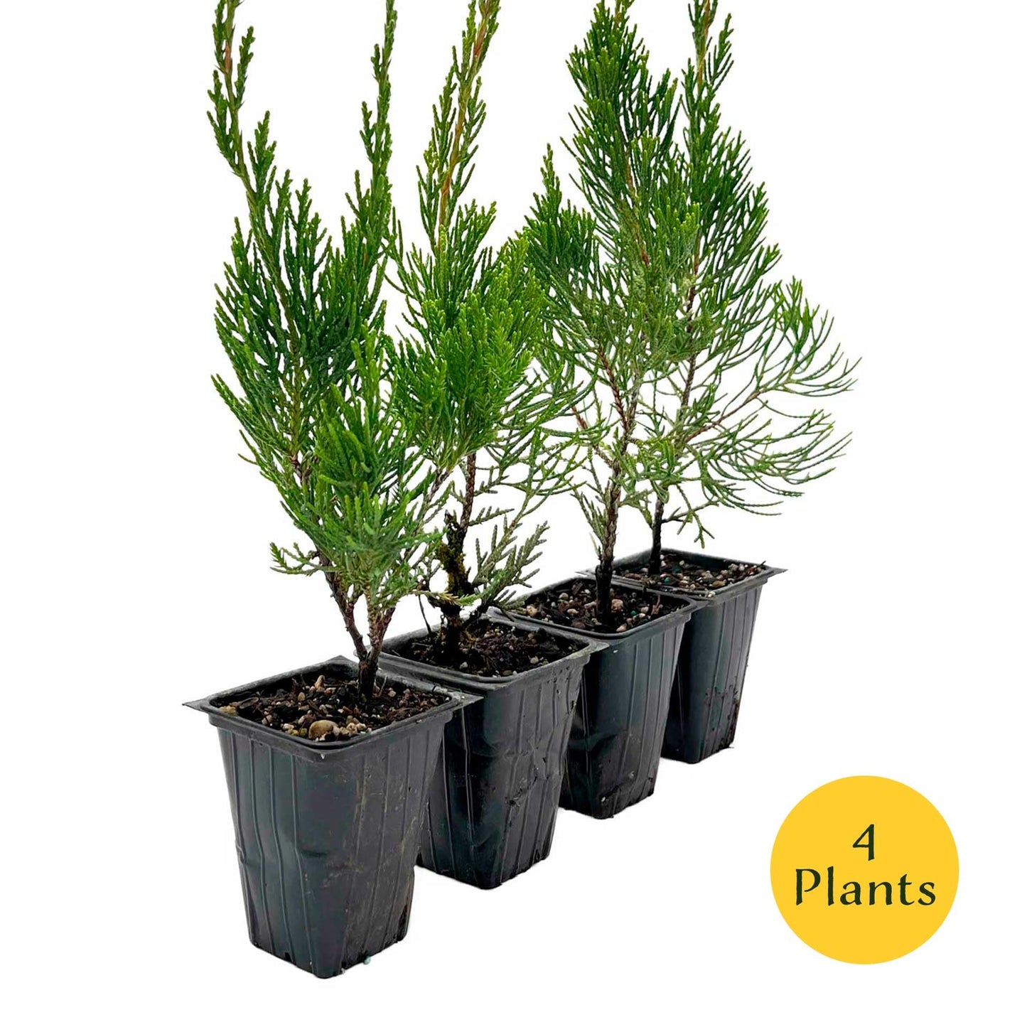 4 Hollywood Juniper – Sculptural Twisted Evergreen Conifer Shrub for Hedges, Borders & Container Planting (Juniperus chinensis ‘Torulosa’) in 3.5″ Cubes, Live Plants