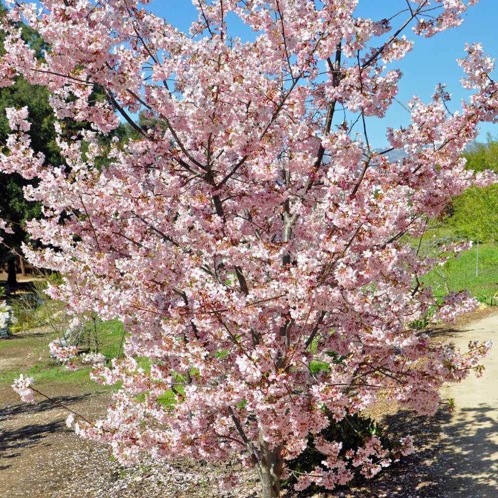 Cherry Blossom Tree, Live Ornamental Tree 6-12" Tall in Pot, Beautiful Spring Blooms for Outdoor Planting (Autumn Cherry Blossom)