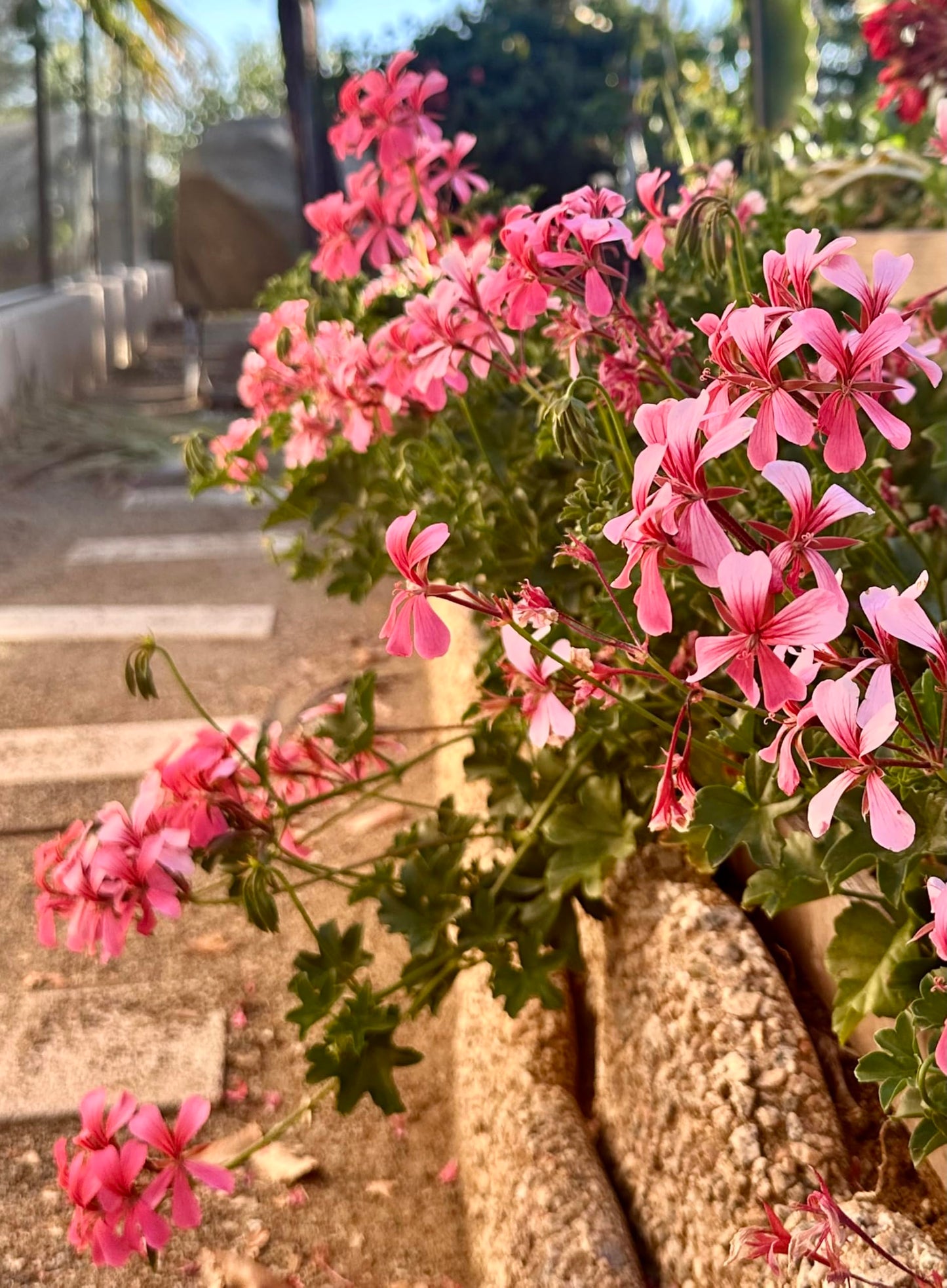 Set of 2 Live Ivy Geranium -Pelargonium Peltatum, Climbing Ivy Leaves with Pink Flowers, 2 Fully Rooted Plants 6-12" Long, Options of Single-Layer or Multi-Layer Petals