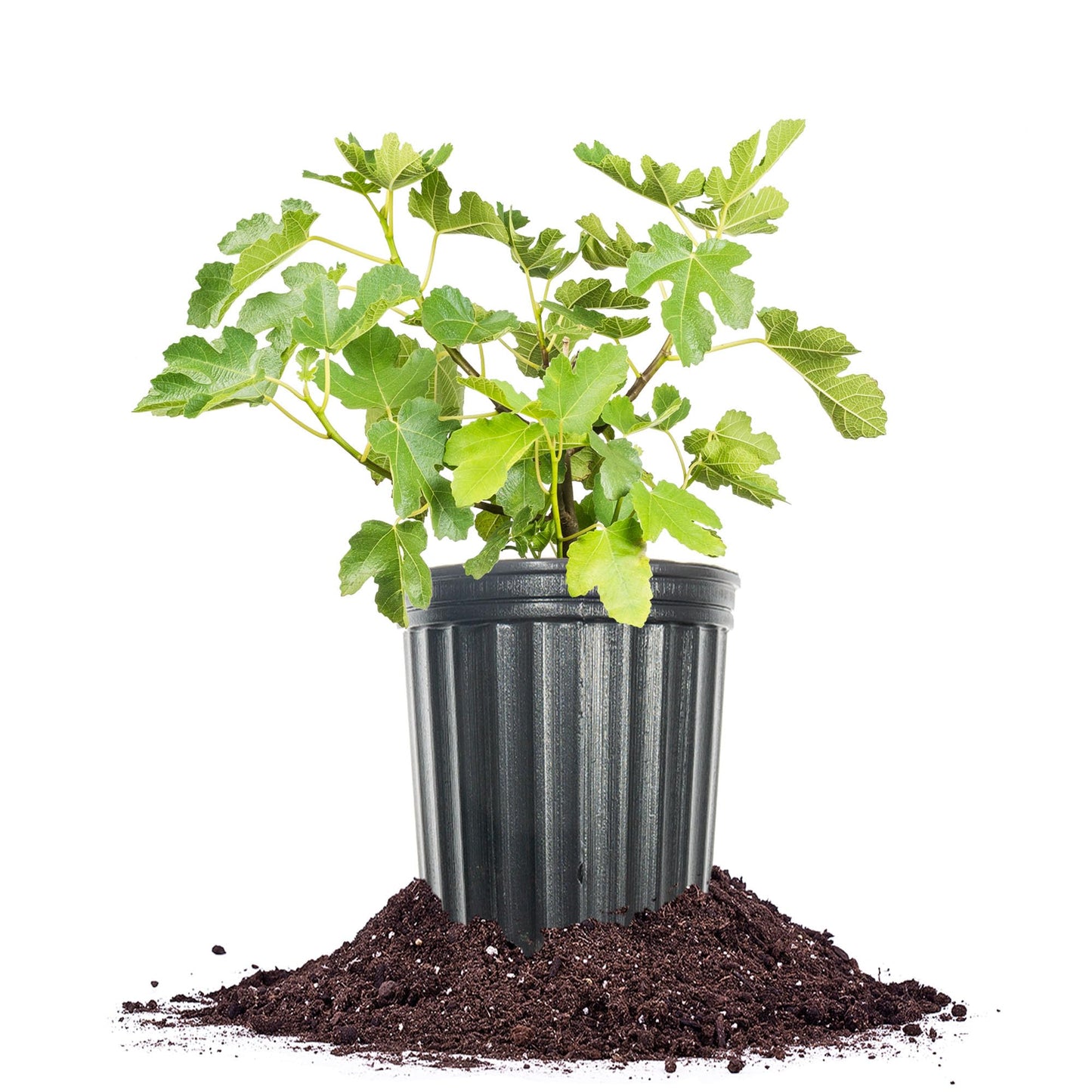 Perfect Plants Kadota Fig 3 Gallon | Live Fig Tree | Fresh Figs | Live Plant