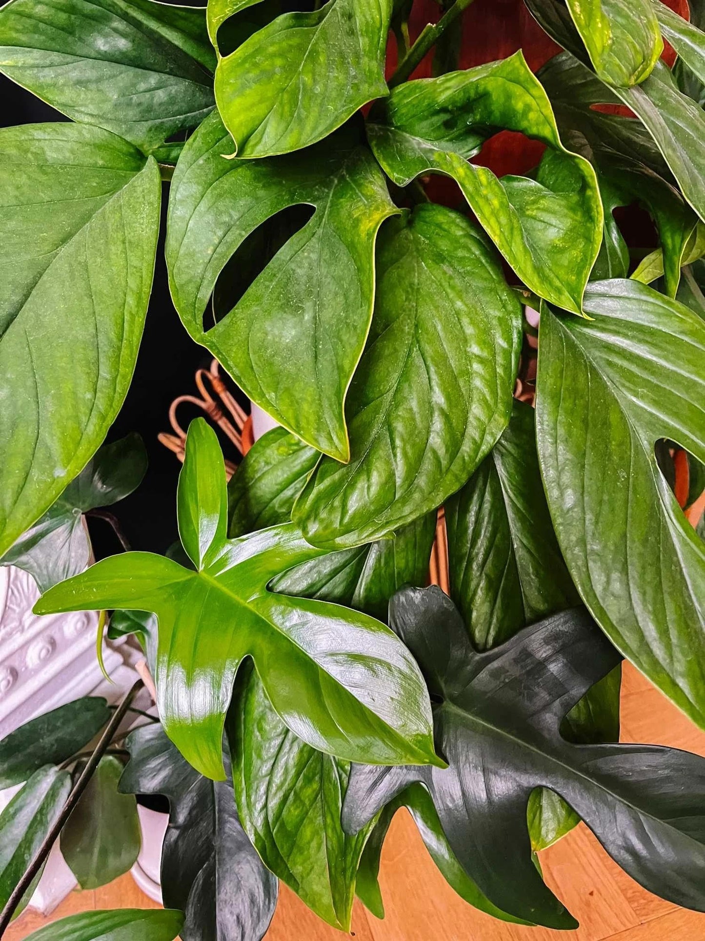 RedCrocus - RedCrocus Peru Monstera Deliciosa 'Peru' - Indoor Tropical Foliage Plant, Large Perforated Glossy Leaves, Pet & Deer Resistant, Indoor & Container Friendly 6" Pot