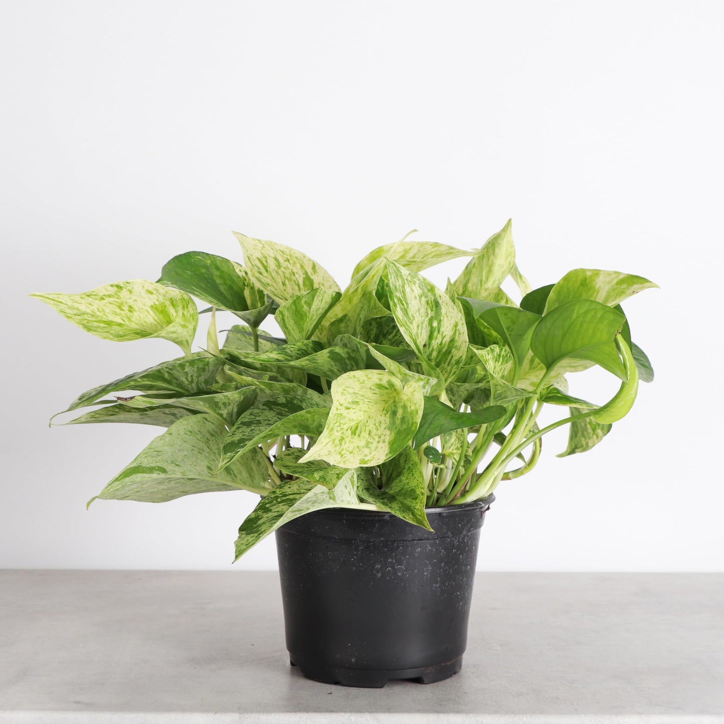 Thorsen's Greenhouse Marble Queen Pothos, Live Indoor Plant, Easy to Grow, Rare Variegated Houseplant, Natural Air Purifier, 6-inch Diameter Pot (Nursery Pot)