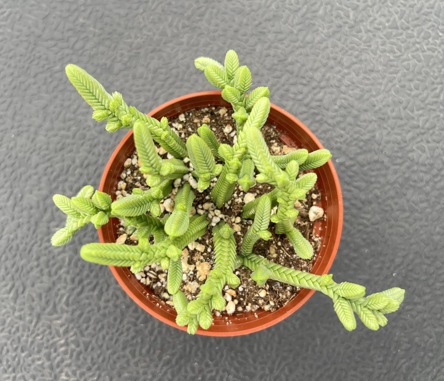 Sprout N Green Crassula pyramidalis Thumb, Rare Live Pagoda Mini Jade Succulent Plant Fully Rooted in 4" Planter with Soil, Home Office Indoor Outdoor Wedding Decoration DIY Projects Party
