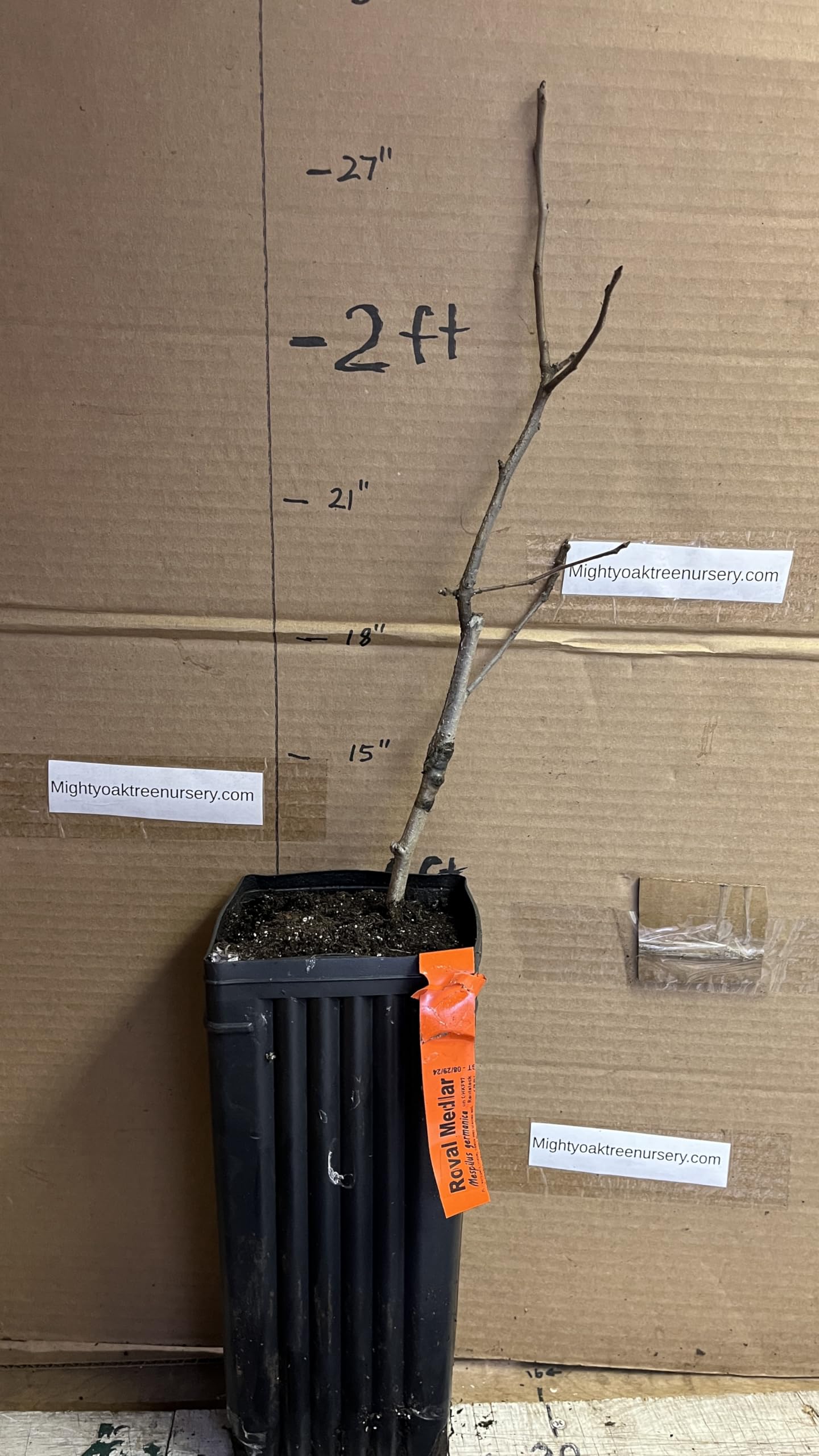 8-12" Tall Royal Medlar Tree, Mespilus Germanica, grafted Plant
