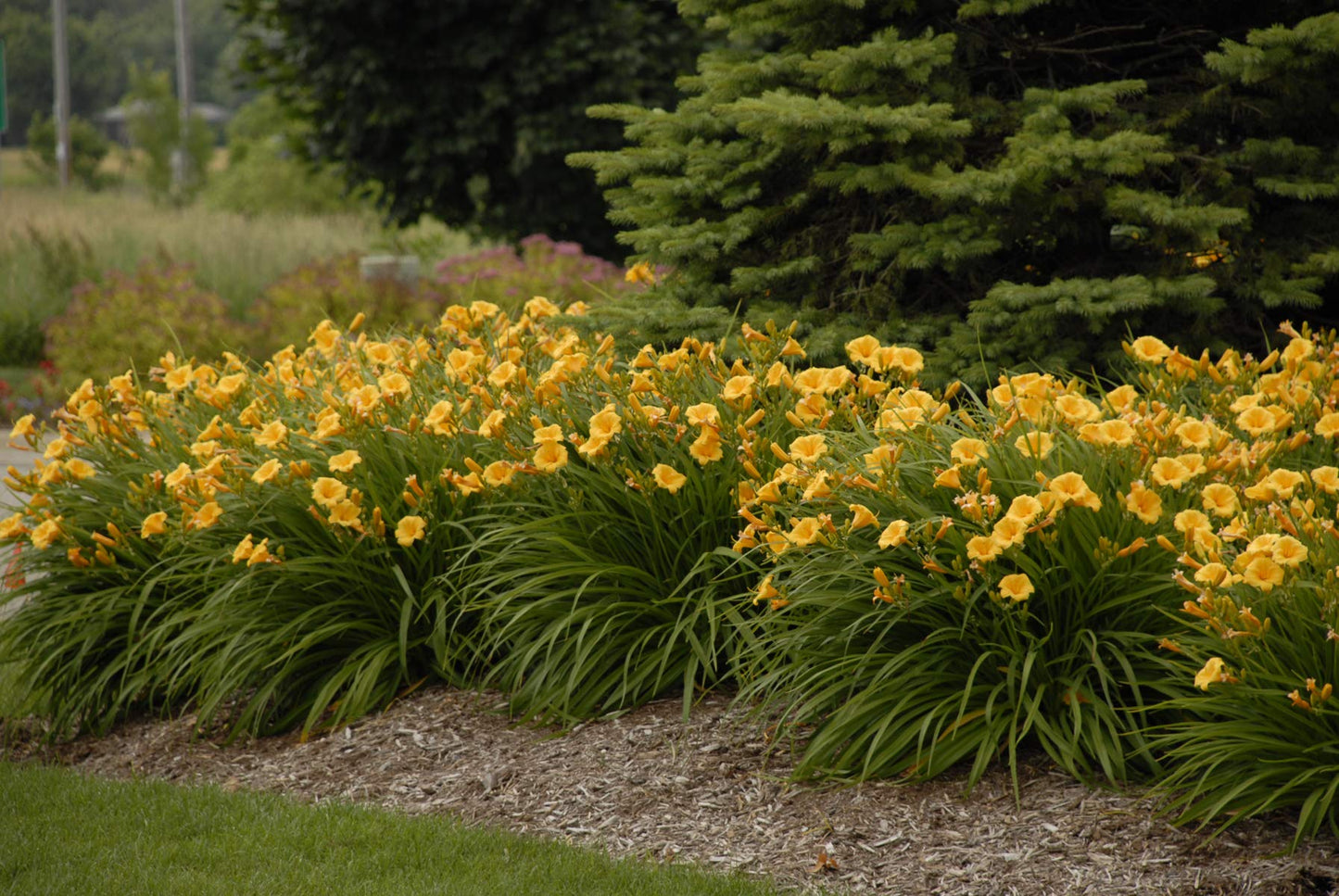 Hemerocallis 'Stella D'Oro' (Daylily) Perennial, yellow flowers, 1 - Size Container