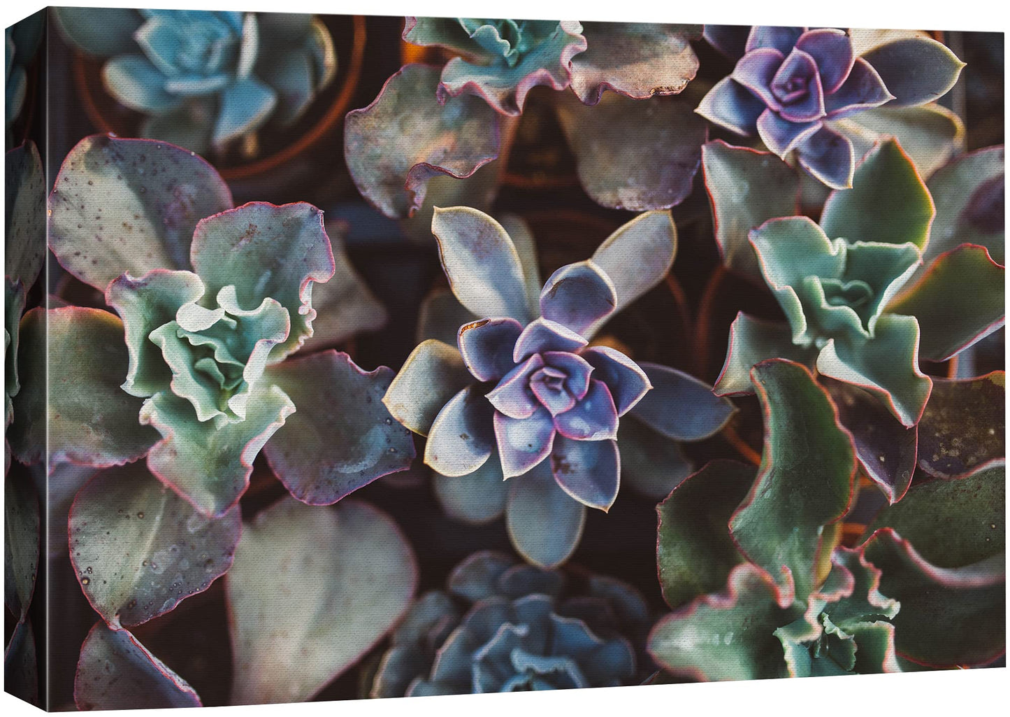 SIGNFORD Canvas Print Wall Art Green & Purple Echeveria Succulent Array Floral Plants Photography Realism Southwest Relax/Calm Multicolor Ultra for Living Room, Bedroom, Office - 32"x48"