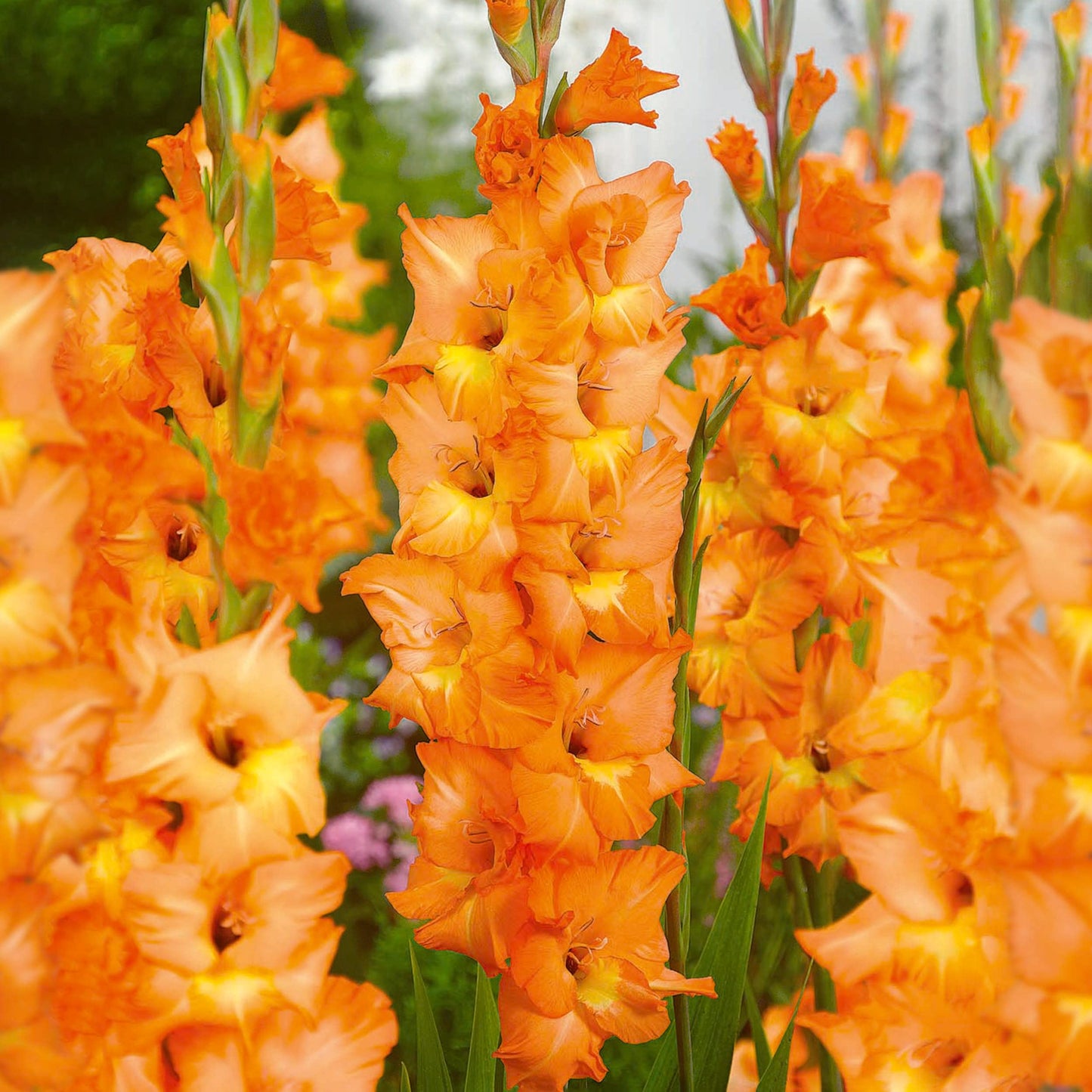 Garden State Bulb Olympic Flame Orange Gladiolus Flower Bulbs, 12/14cm, Spring Planting (Bag of 60)